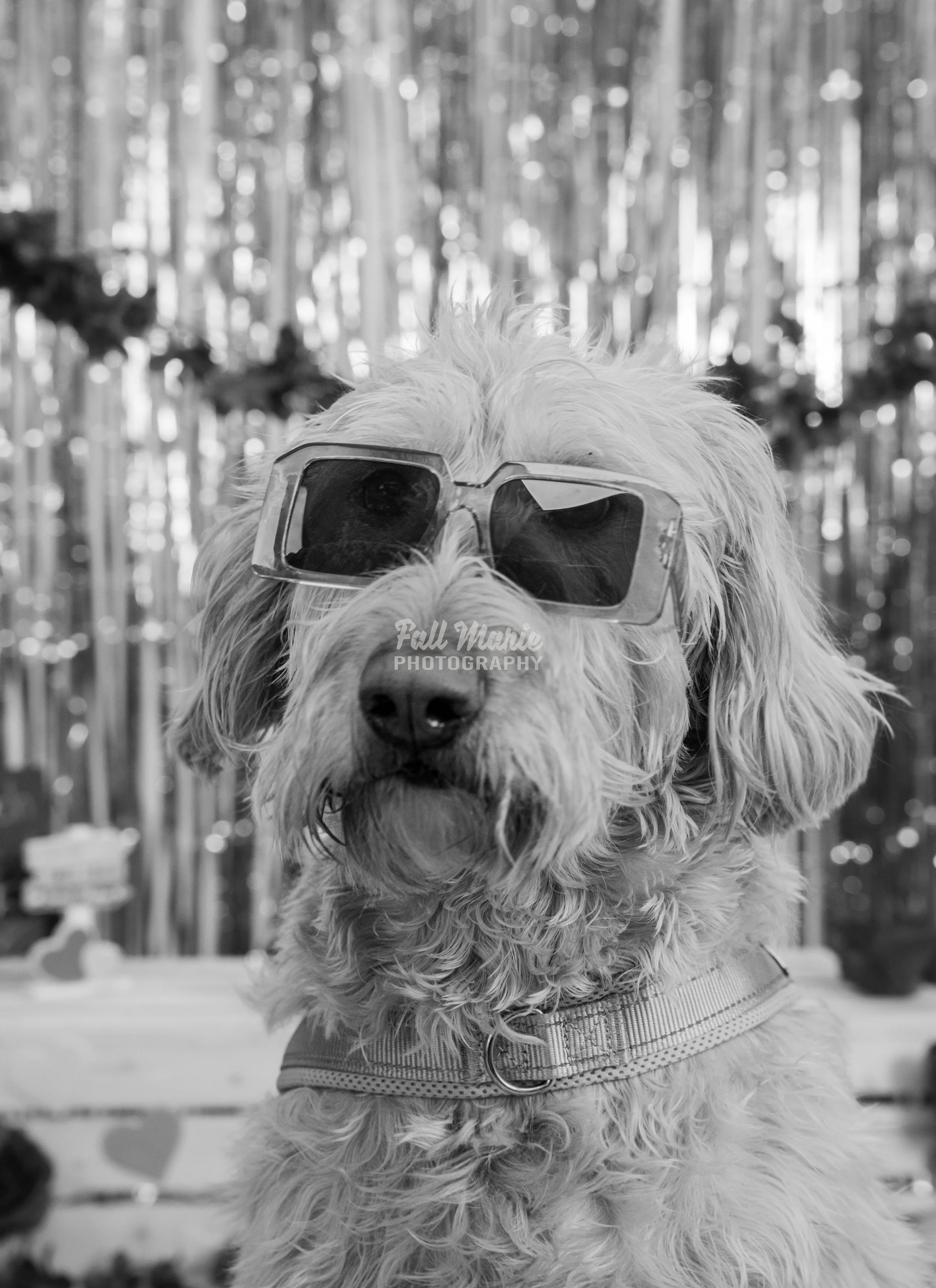 A dog wearing sunglasses outdoors with a background of trees and shimmering decorations.