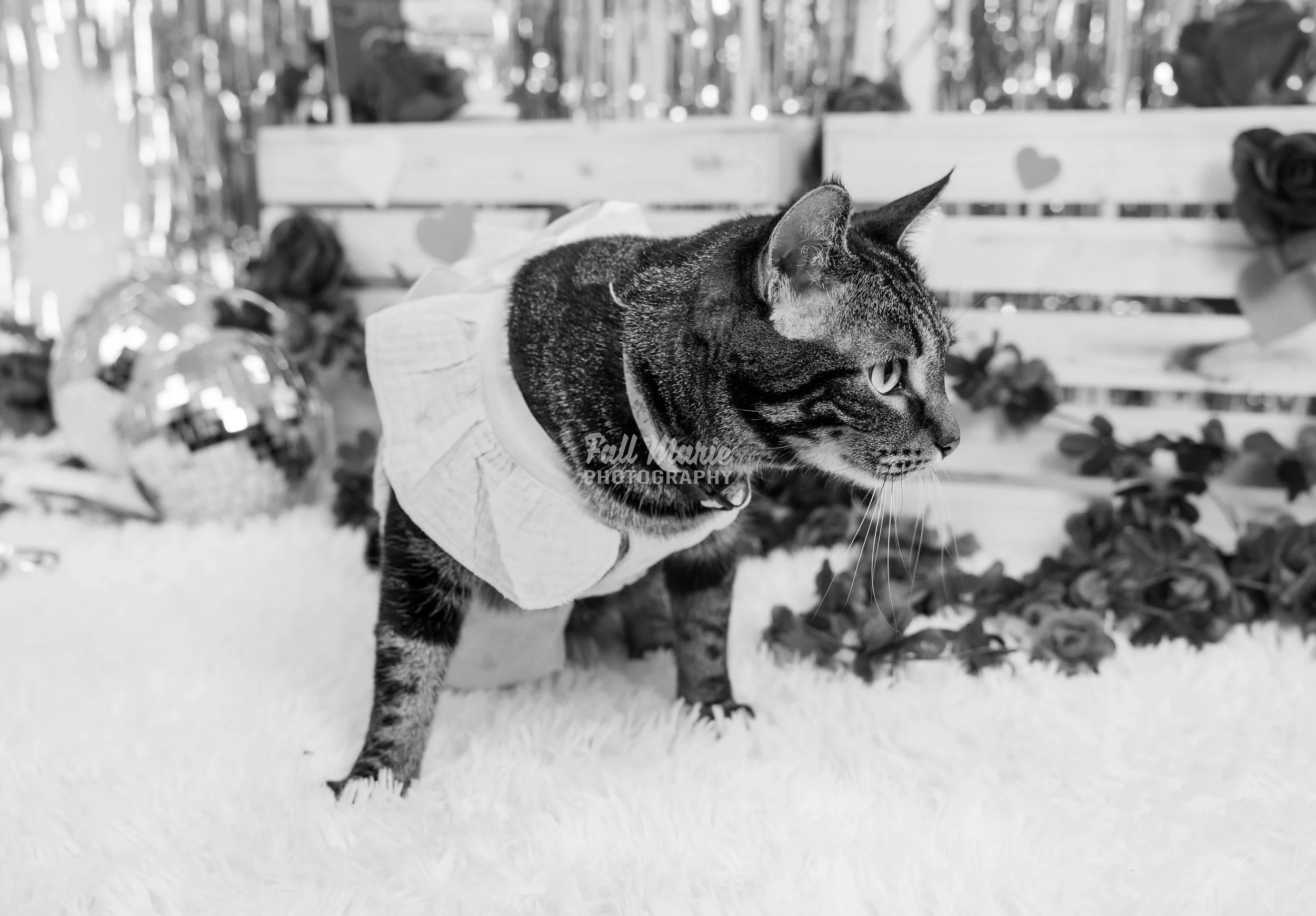A tabby cat wearing a ruffled collar and bow tie, walking on a soft surface with a wooden flower-decorated bench and balloons in the background.