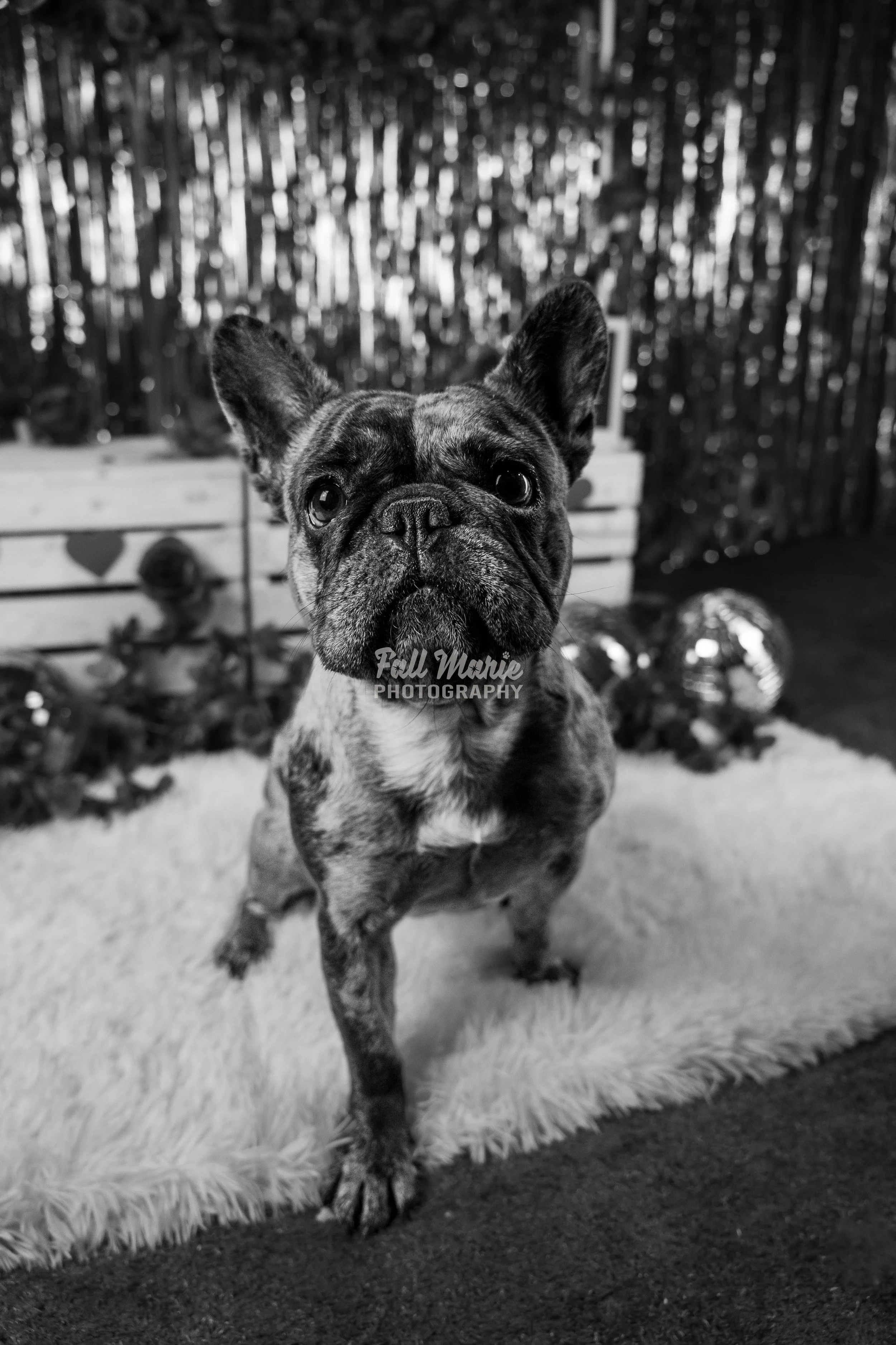 A black and white photo of a French Bulldog with a brindle coat, sitting on a fluffy rug outdoors with a wooden fence and trees in the background.