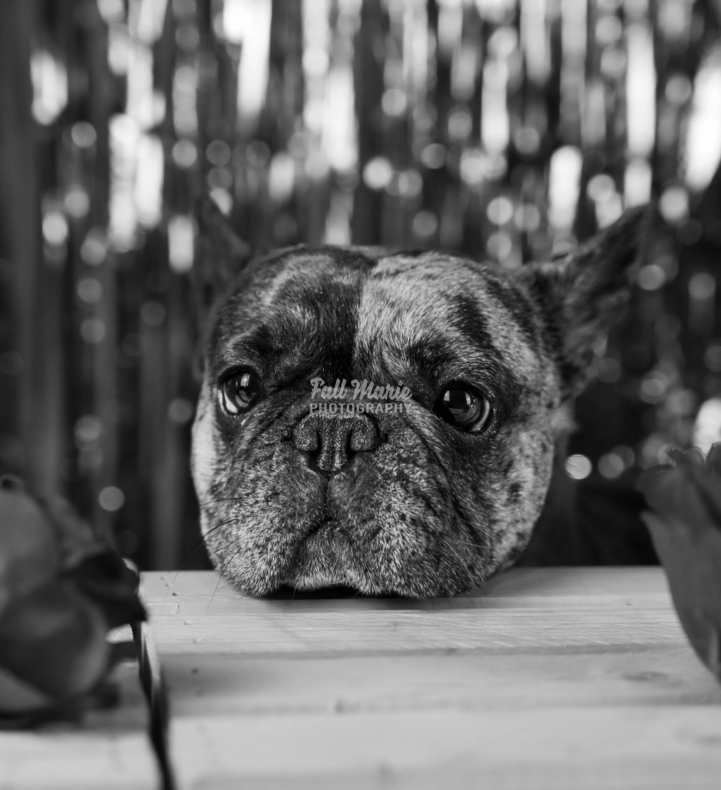 A black and white photo of a French Bulldog resting its head on a wooden surface, looking into the camera with a sad expression. There are blurred plants around the dog and trees in the background.