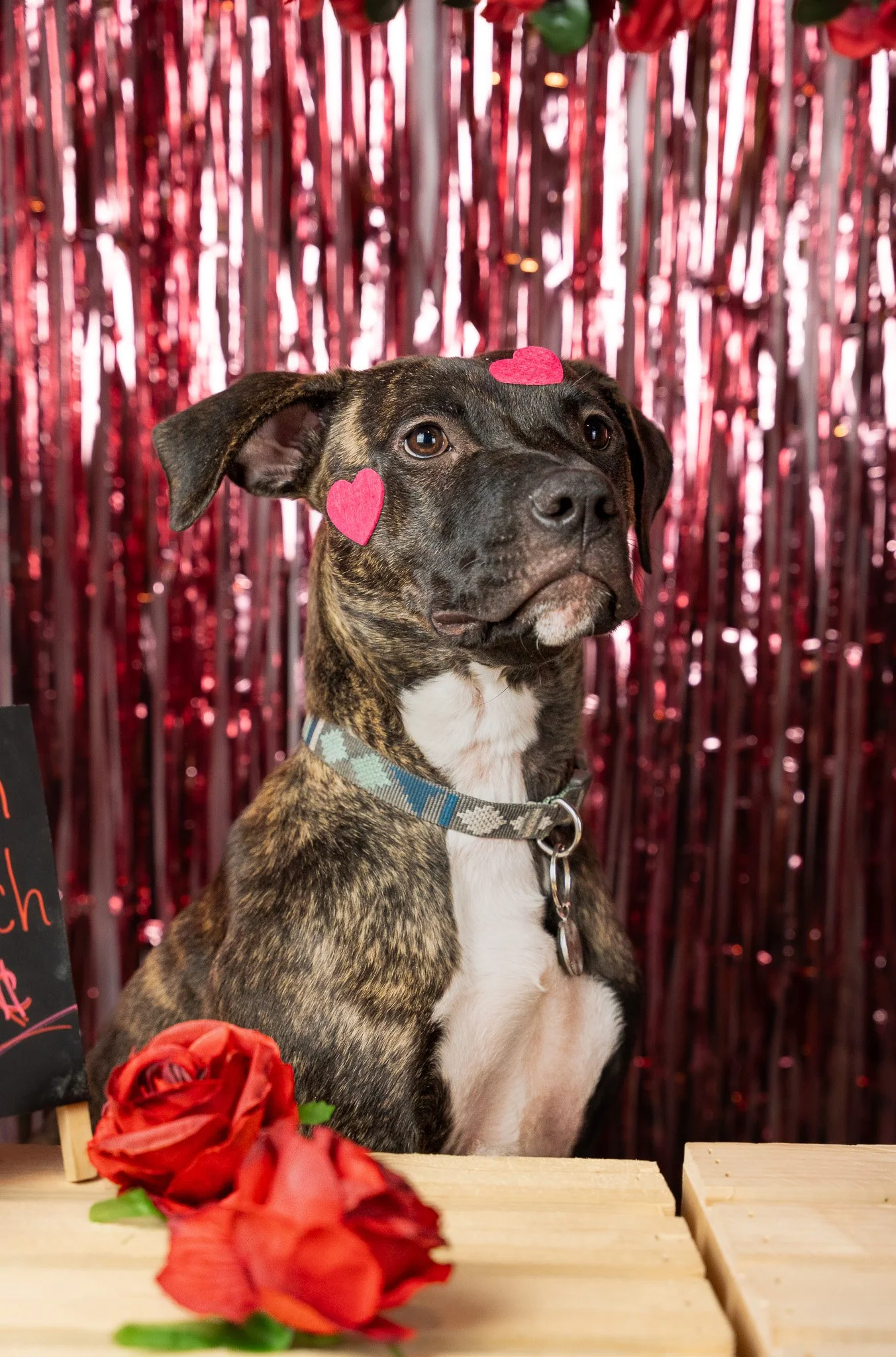 Brindle and white dog with pink heart stickers on its face, sitting in front of a shiny pink and red backdrop, with two red roses and a chalkboard sign nearby.