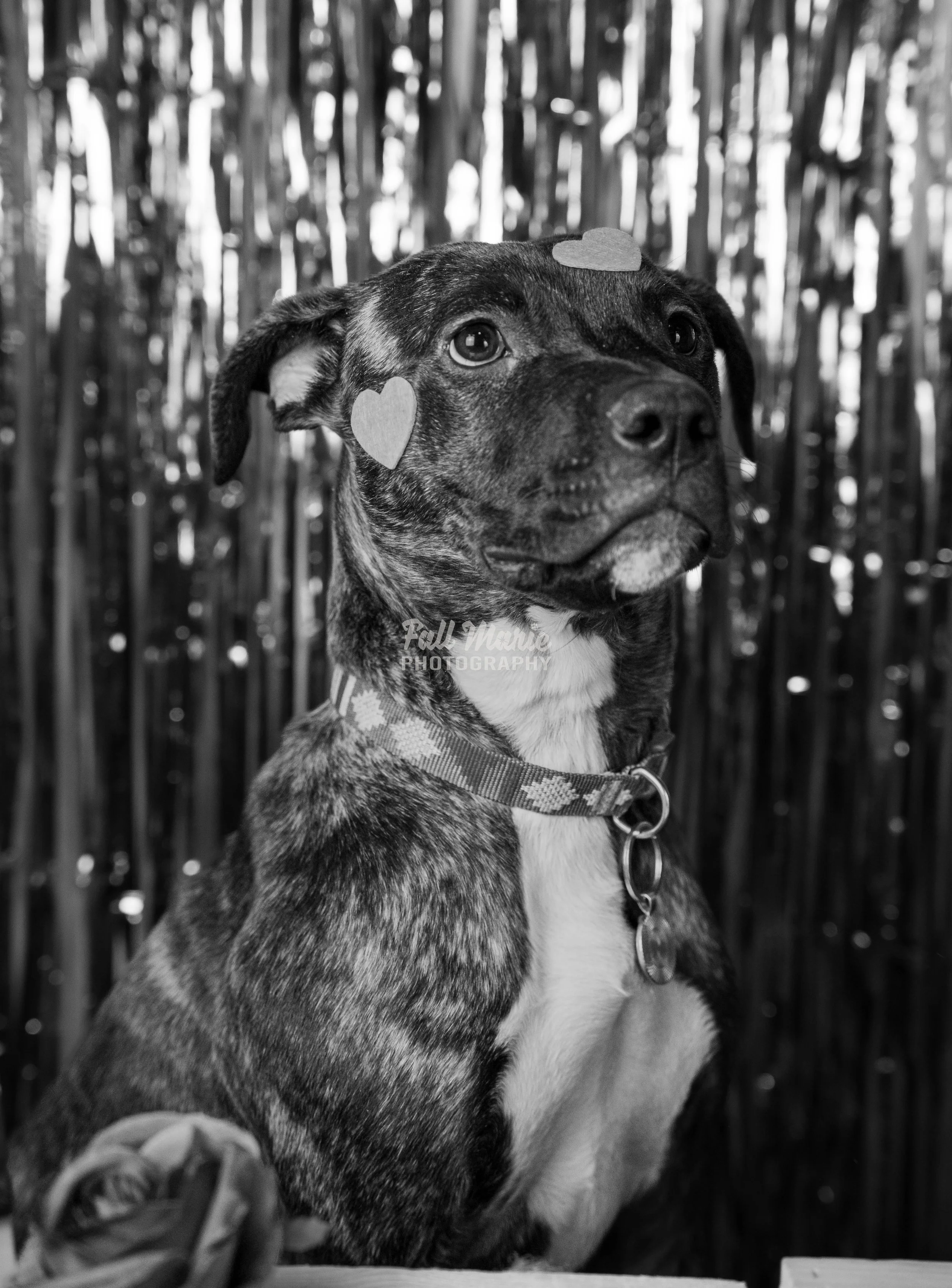 A black and white photo of a dog with heart-shaped stickers on its face, sitting in front of a bamboo fence.