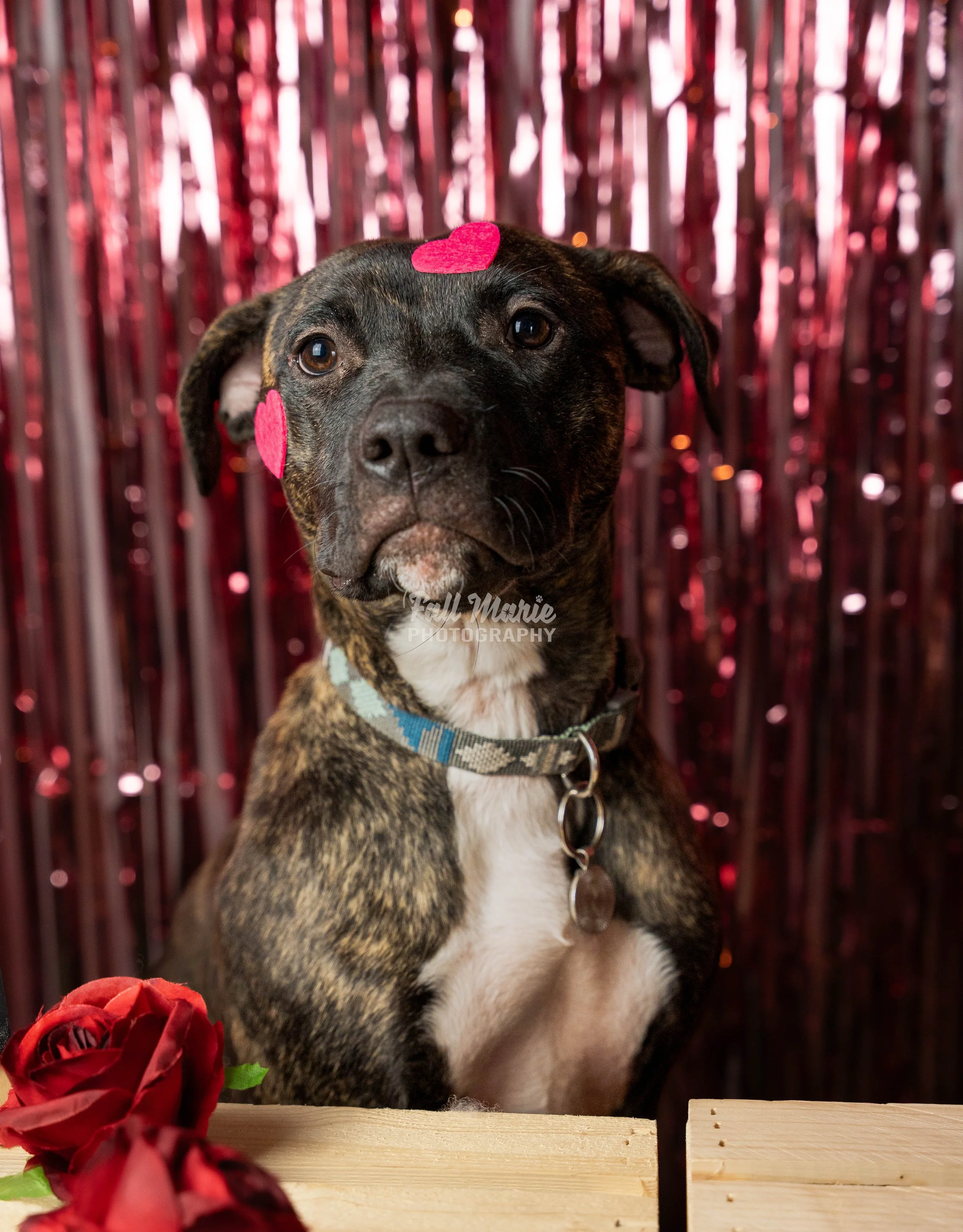 A brindle-colored dog with pink and red heart-shaped stickers on its face, sitting in front of a shiny red background, with a red rose and wooden planks in the foreground.