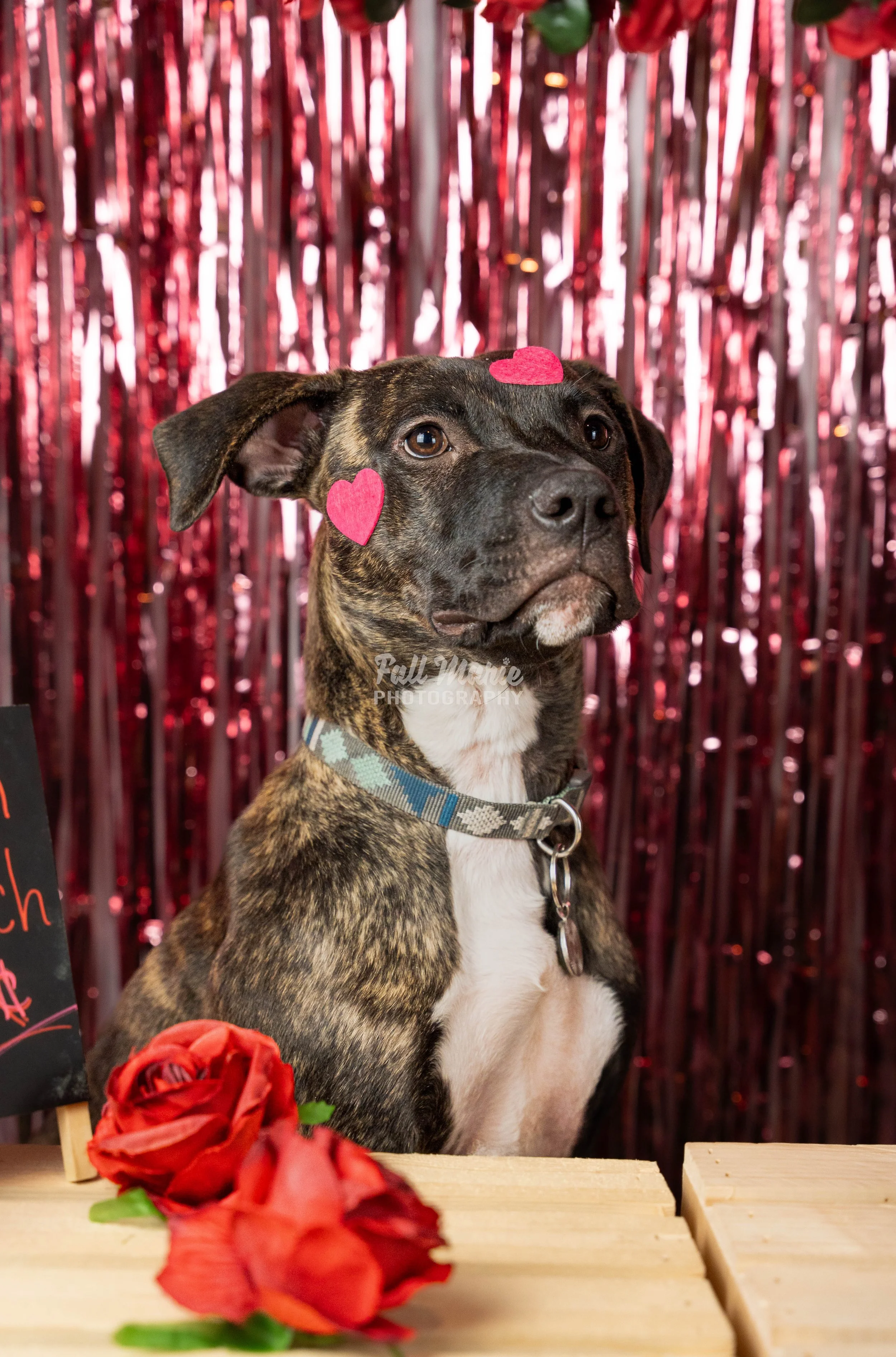 A brindle-colored dog with pink paper hearts on its face, sitting in front of a red metallic curtain backdrop, with red roses and a chalkboard sign nearby.