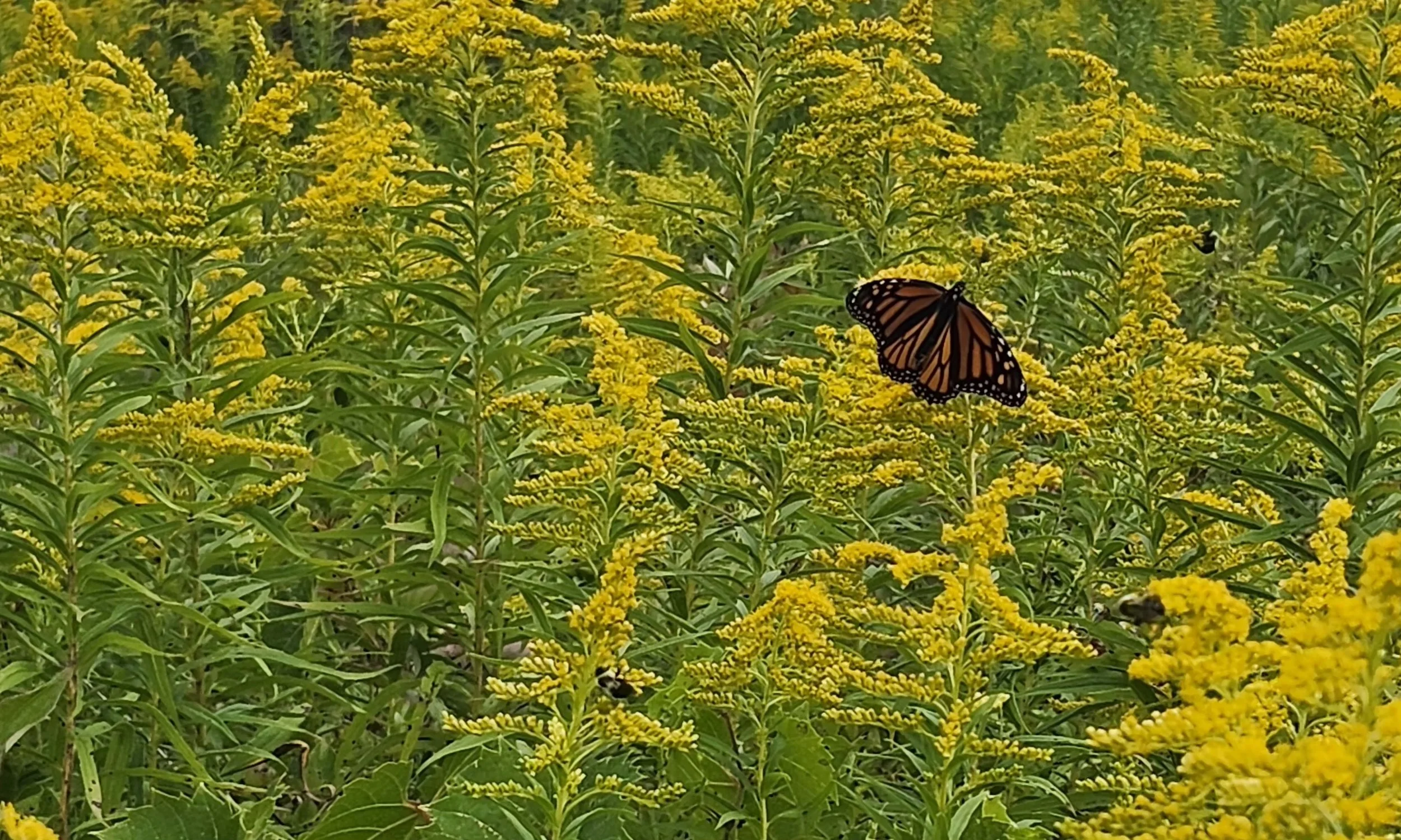 Monarch Monitoring with the YOCO Program at Prince Edward Point National Wildlife Area