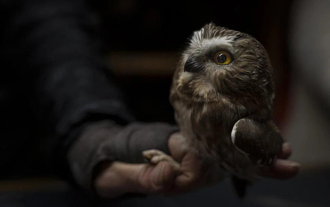 Northern Saw-whet Owl Monitoring Program
