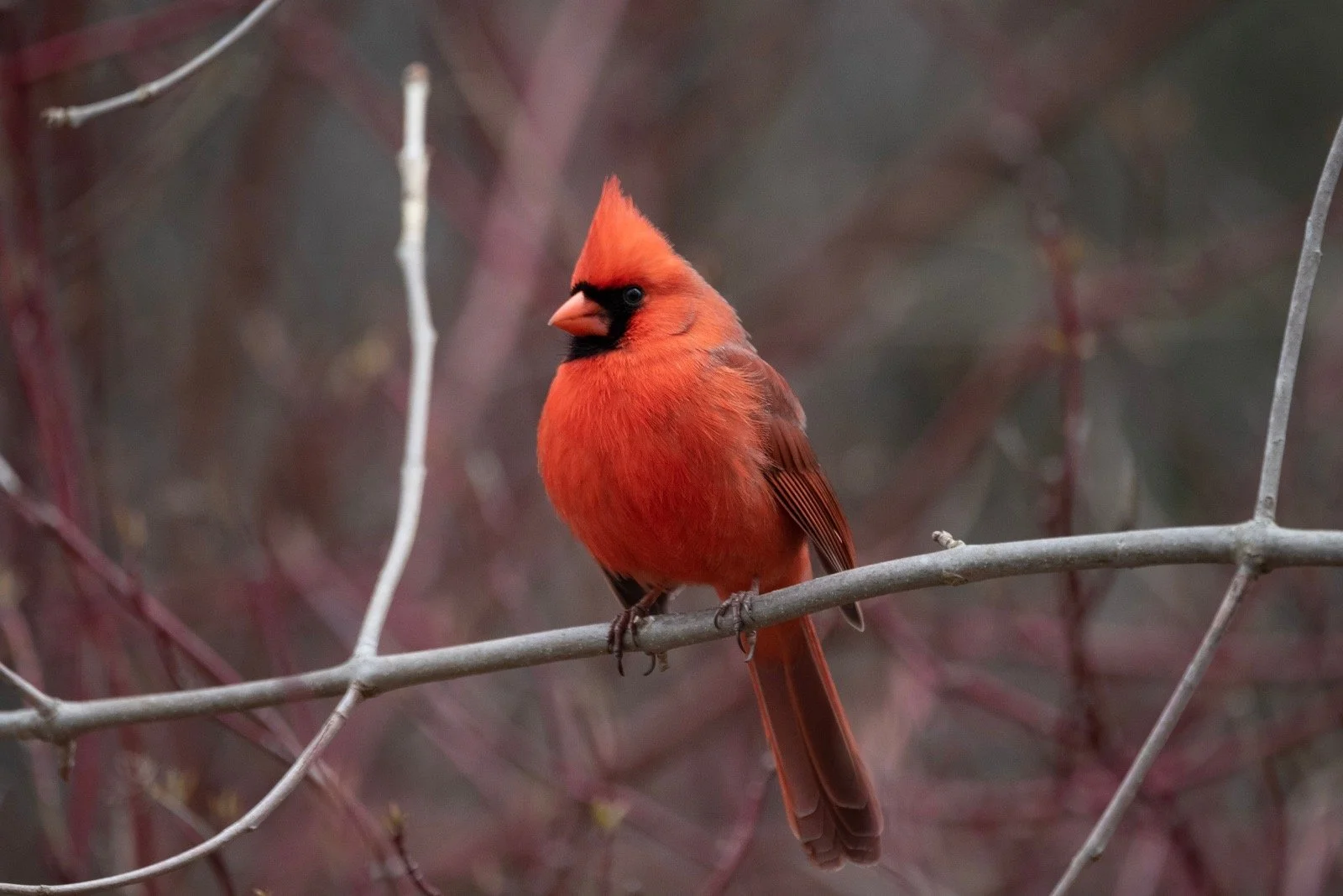 Northern Cardinals Are on the Move