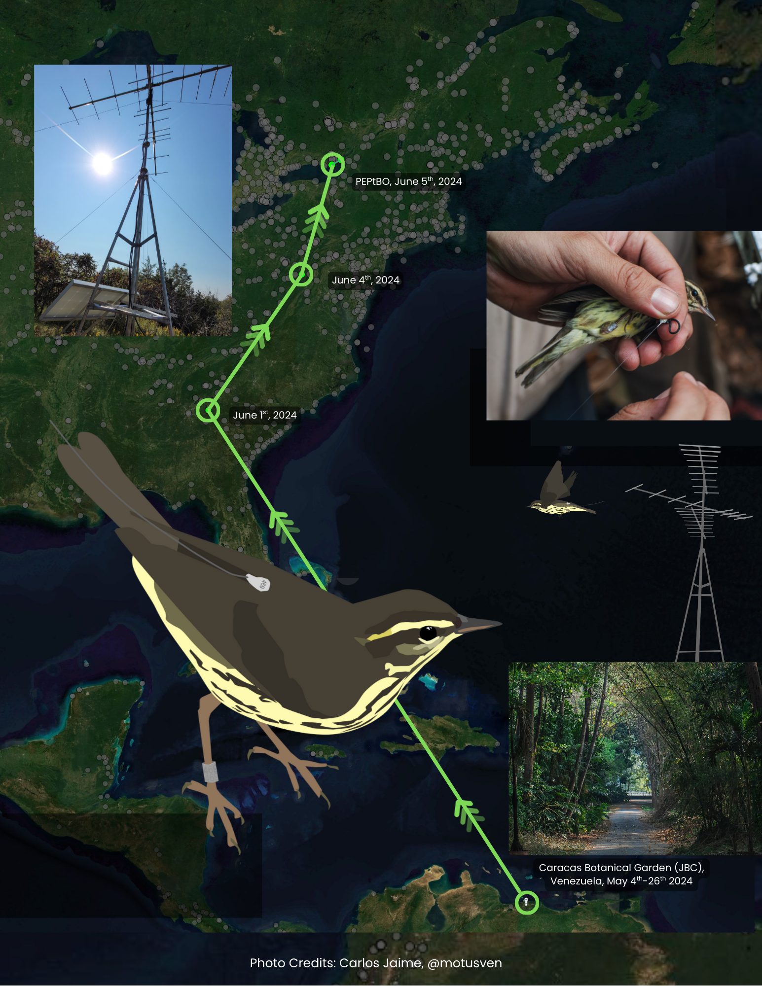 International Connections: The Northern Waterthrush