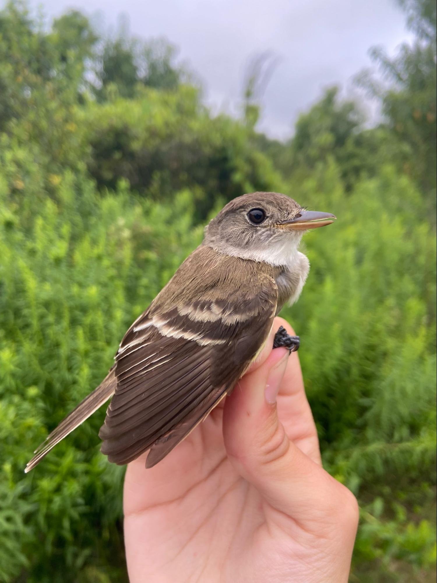 Traill’s Flycatcher