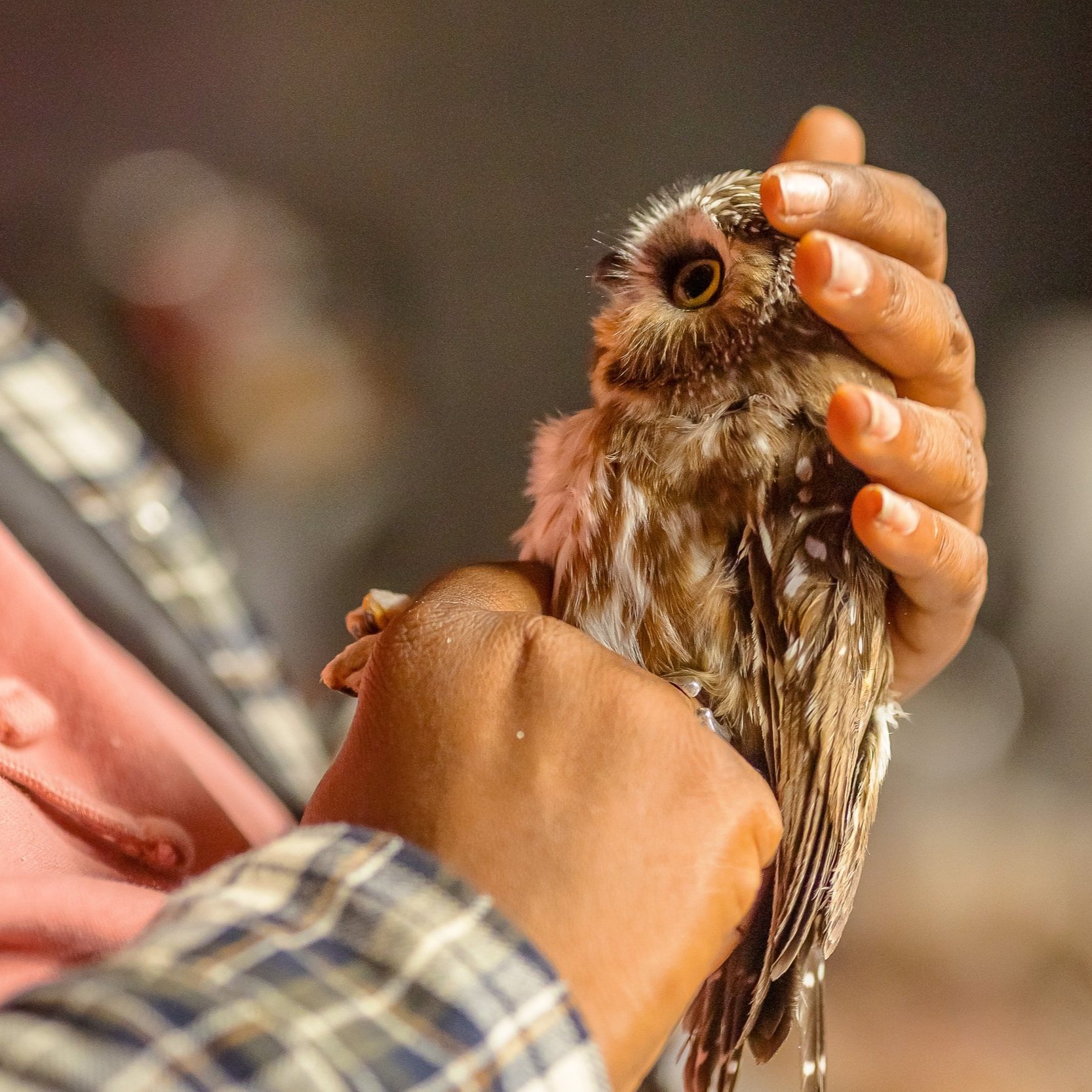 Adopt An Owl