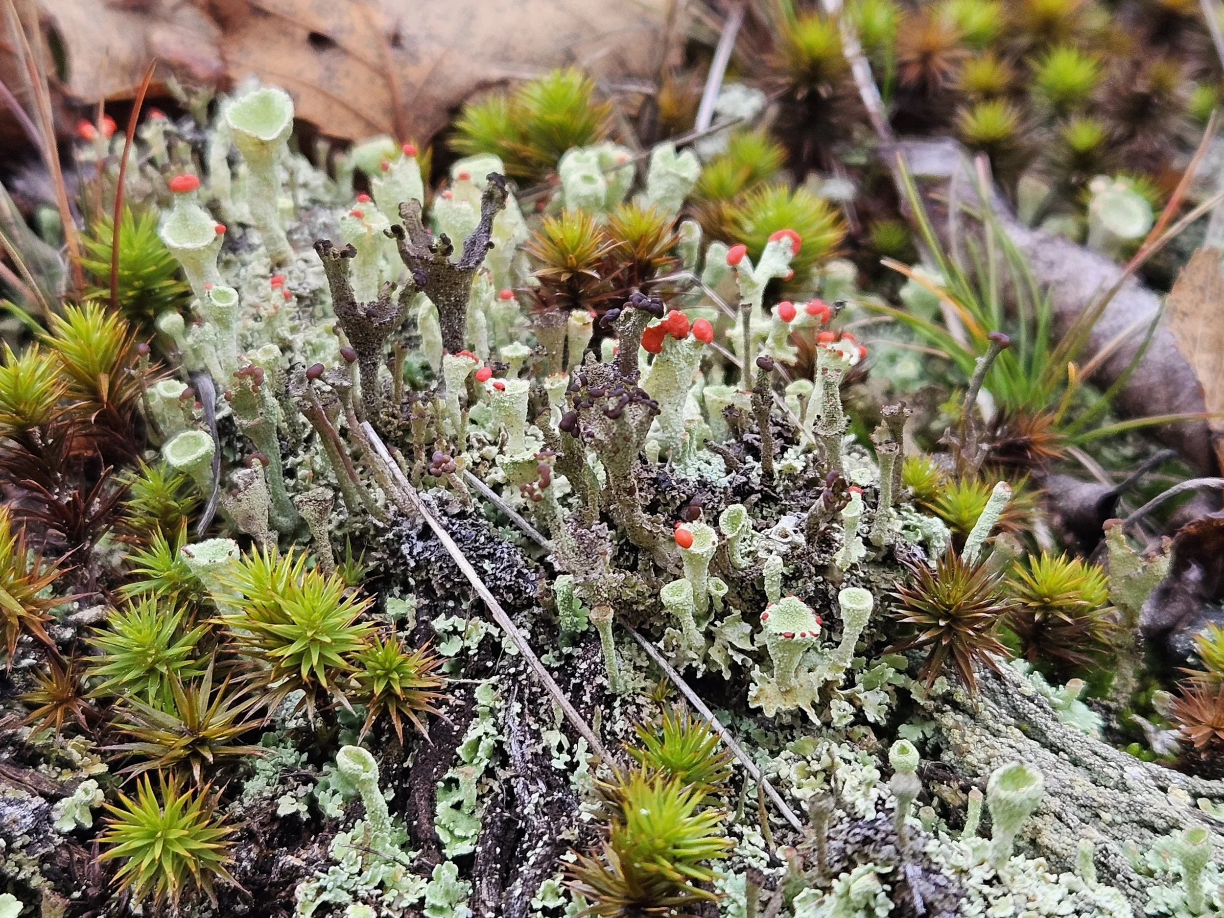 Close-up of lichen, moss, and small plants growing on a log in a forest.