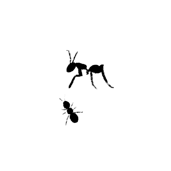 White chalk drawing of an ant and a wasp on a black background.
