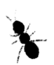 Silhouette of an ant