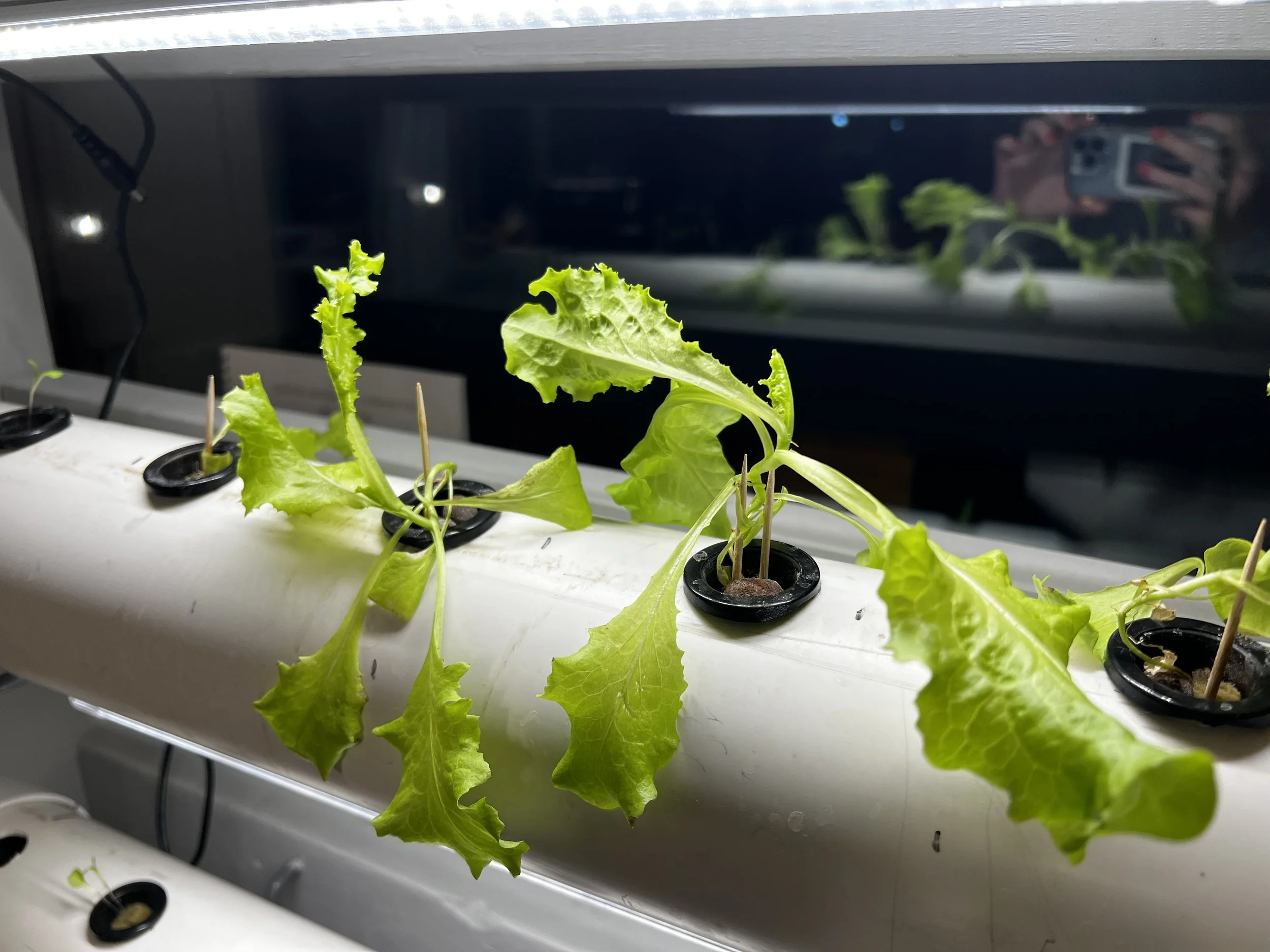 Indoor hydroponic garden with lettuce plants growing in a white pipe, with black net pots and wooden toothpicks supporting the plants.