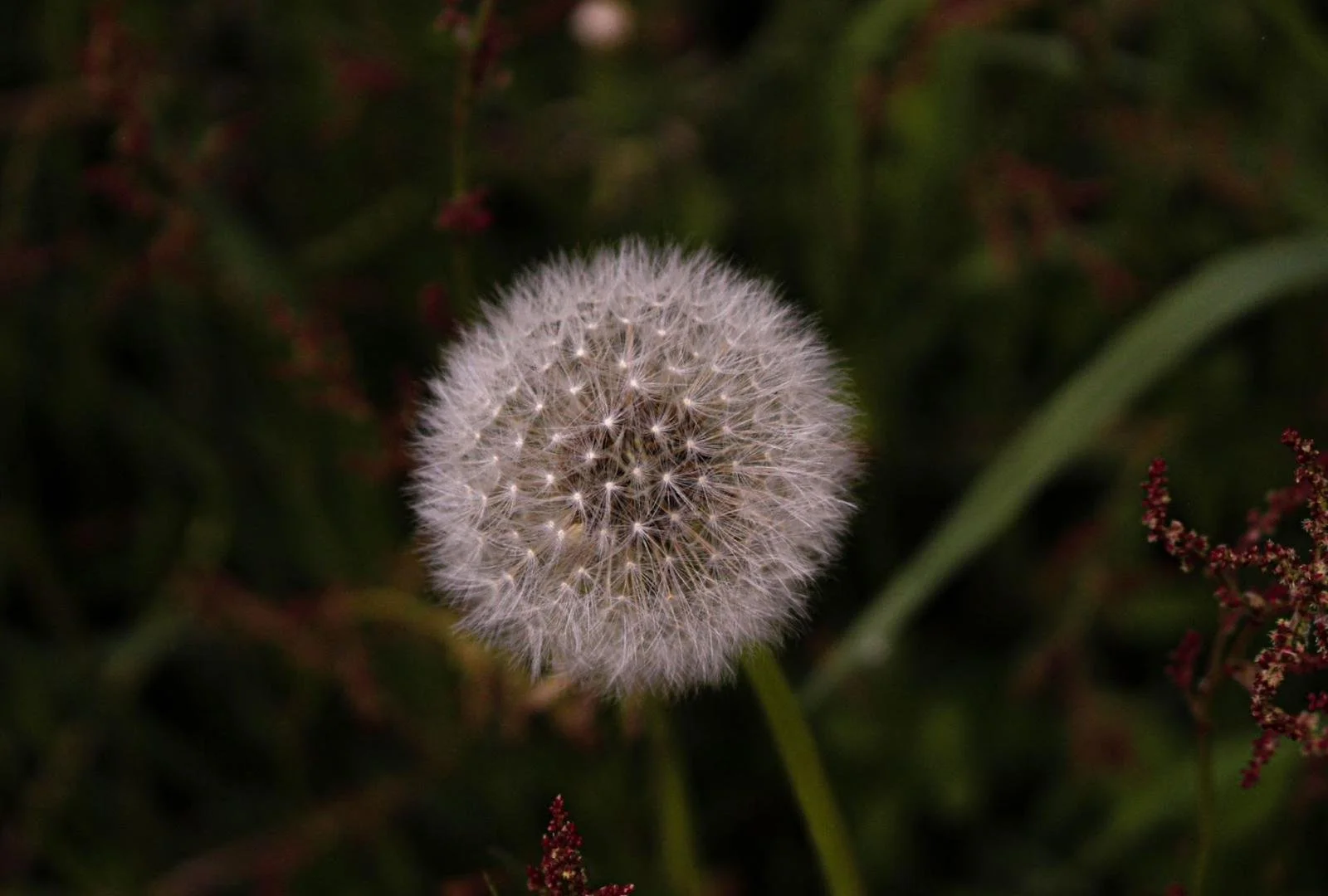 Close-up of a dandelion seed head on a dark background with some greenery and small red flowers.