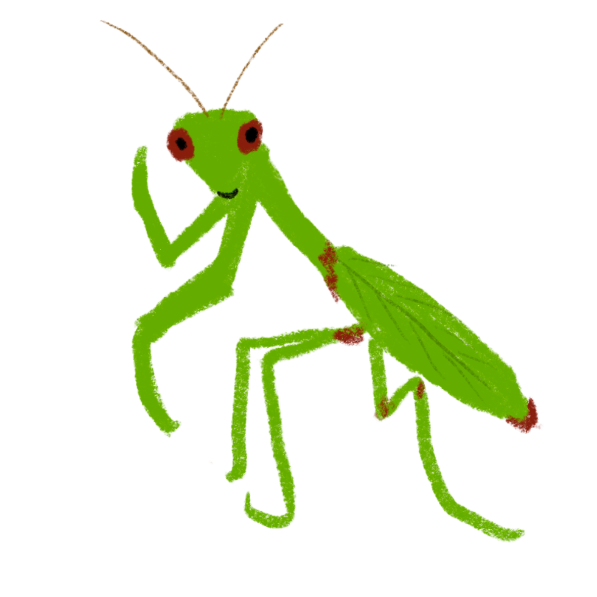Cricket illustration