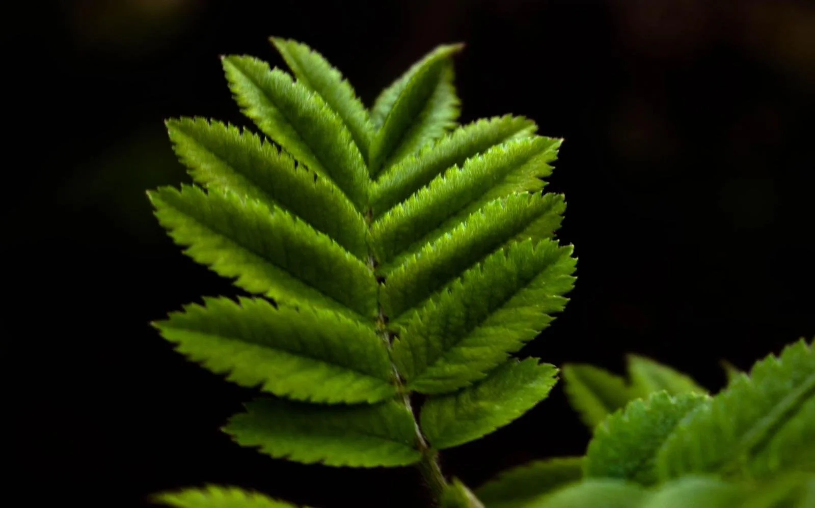 Close-up of a green fern leaf against a black background.