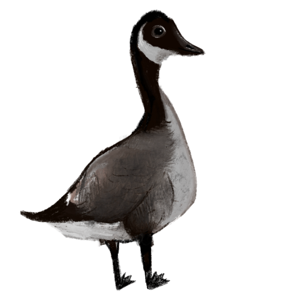 Goose illustration
