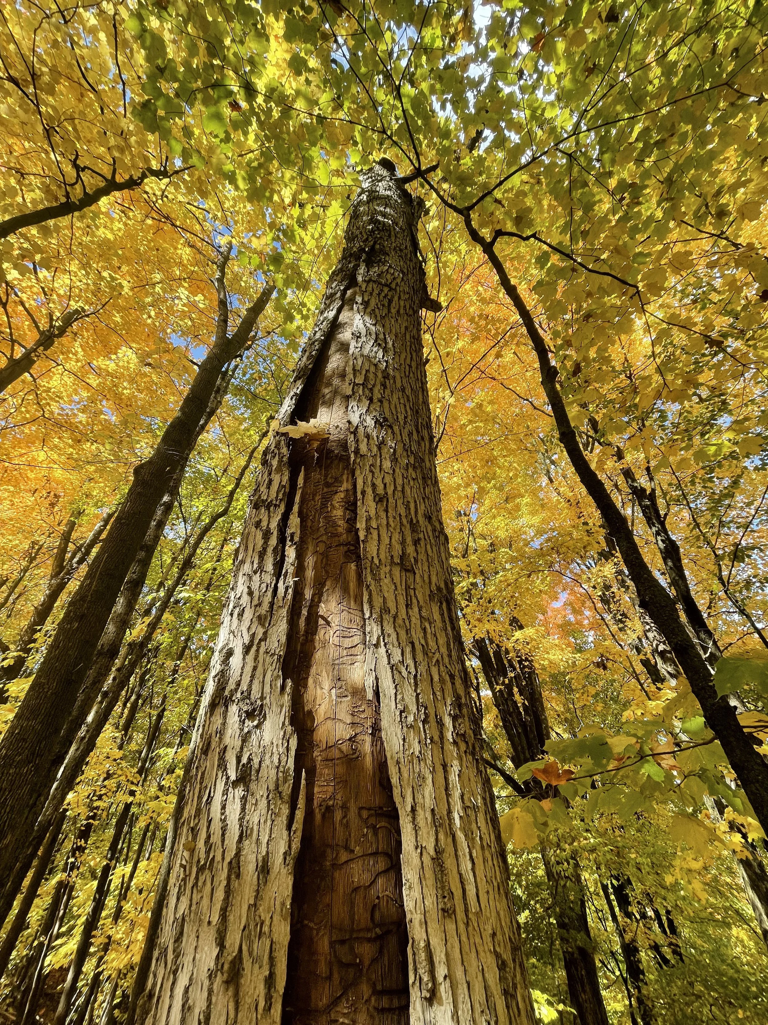 Looking up at a tall, old tree in a forest with vibrant yellow and orange autumn leaves.