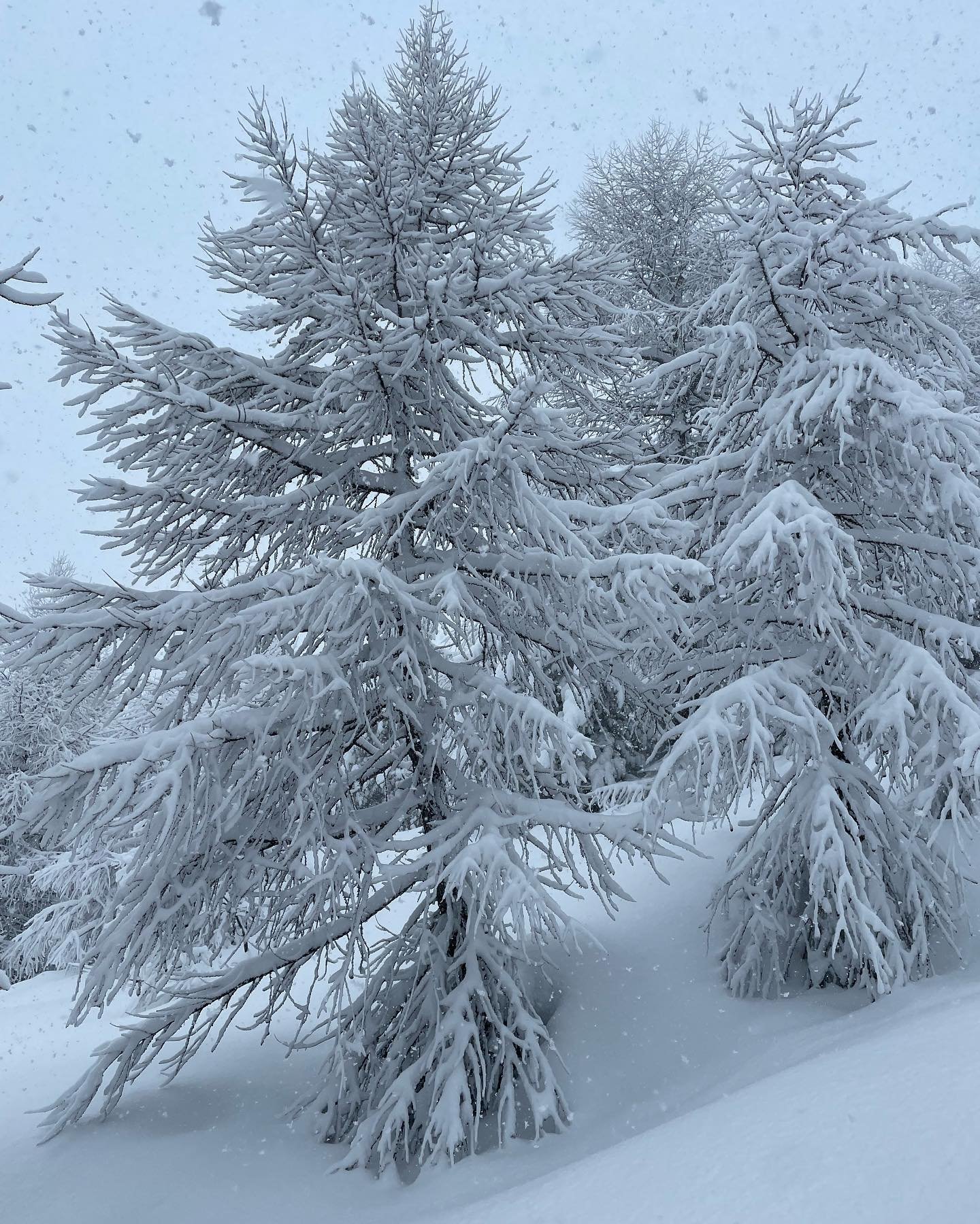 Inizio di primavera nelle Alpi Retiche #swissmountainguides #nevepolverosa #whiterisk #guidelapineticino #nataleconituoipasquaconchivuoi