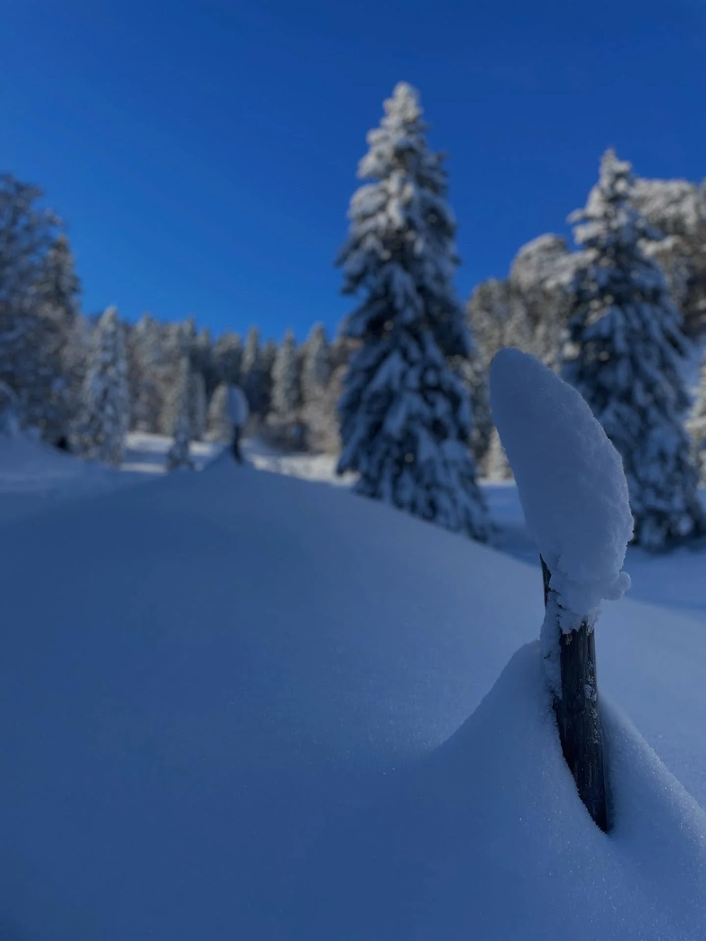Magie d&rsquo;inizio inverno #swissmountainguide #skitouring #powderday #nevepolverosa #powpow #carpediem #coglilattimo