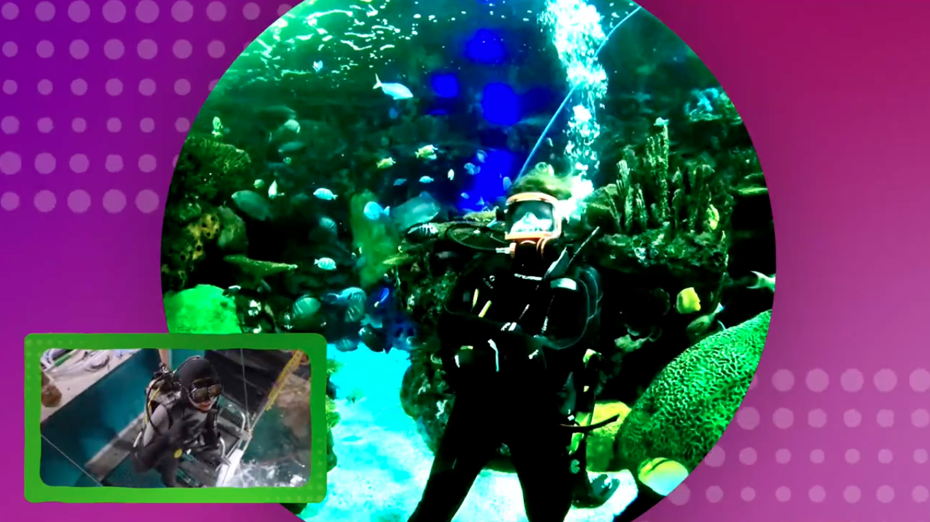 Ripley's Aquarium of Canada, Guinness World Record Breaking Underwater Livestream