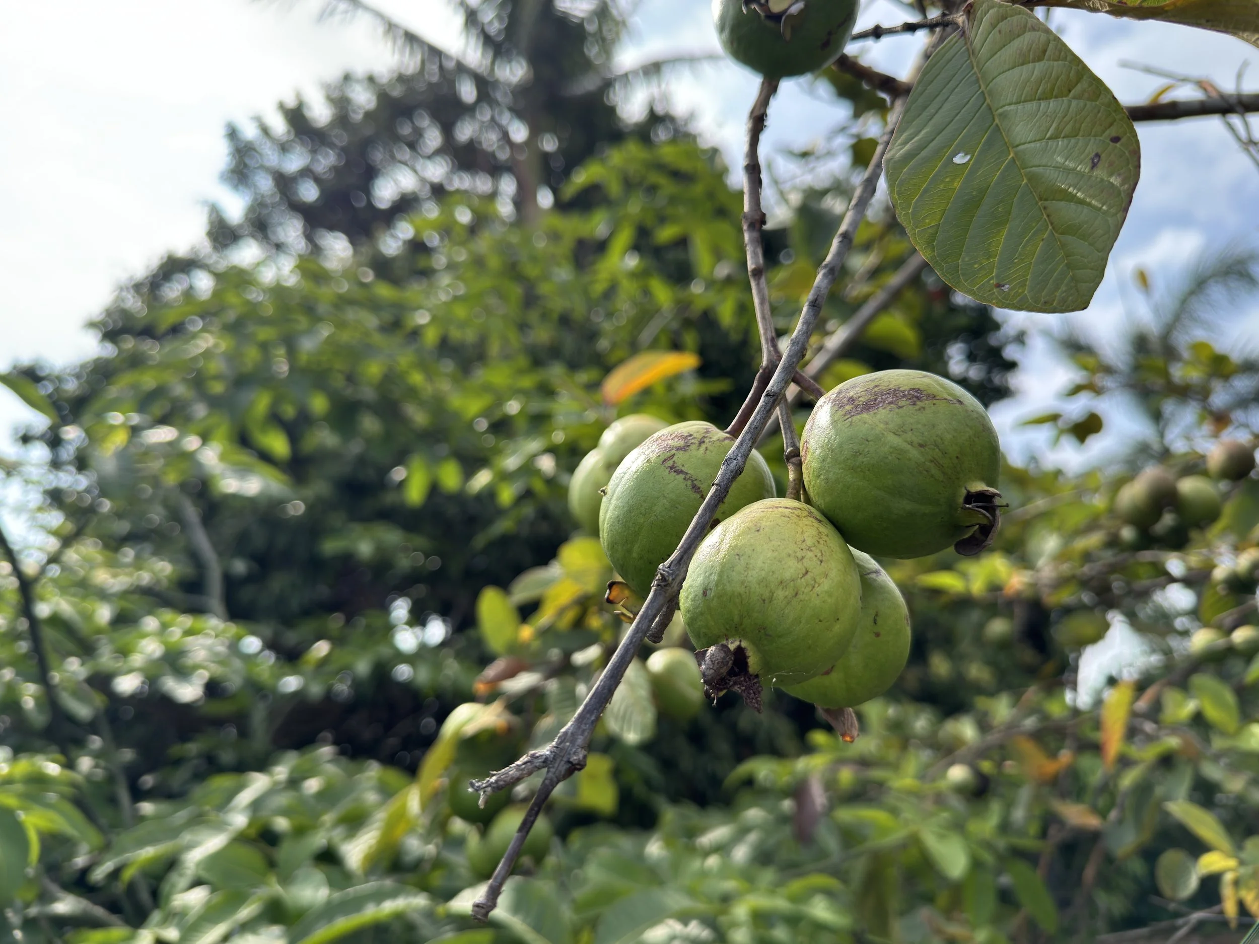 Greenwell Farms Coffee Beans