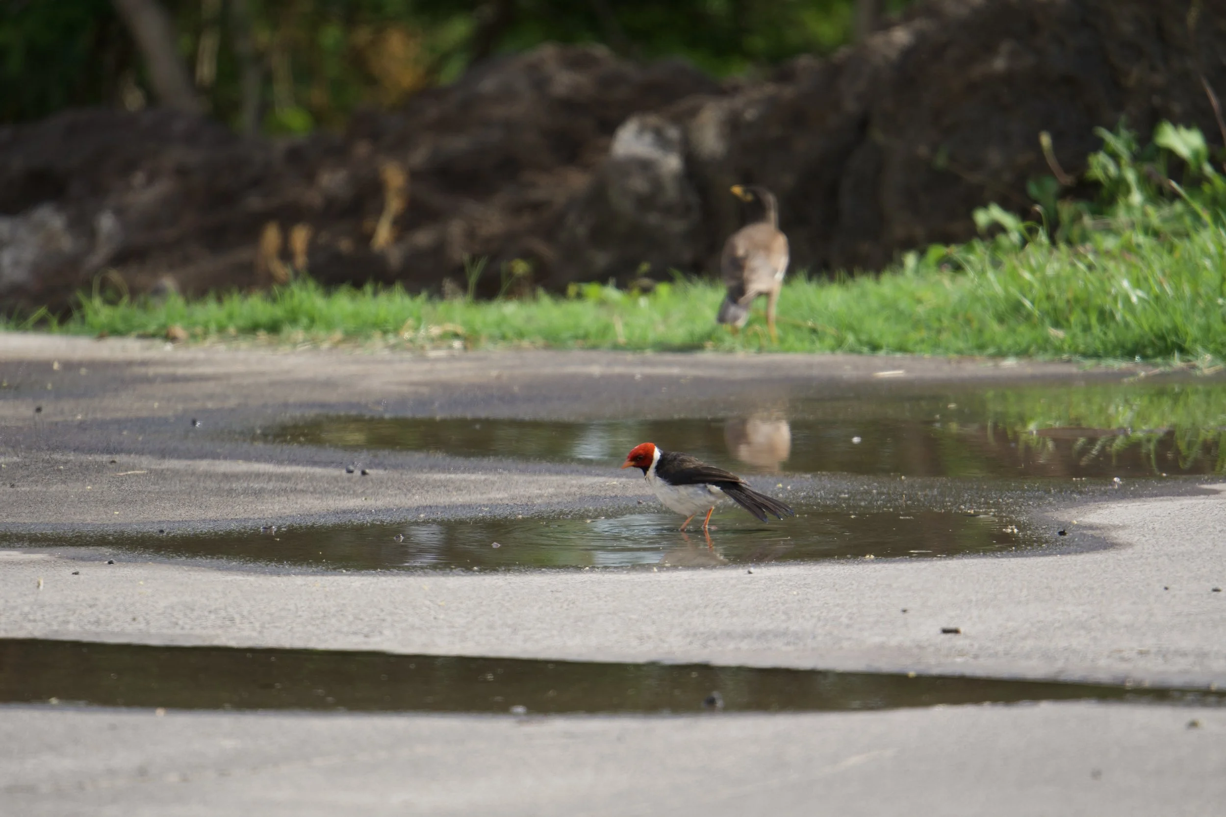 Yellow-billed Cardinal