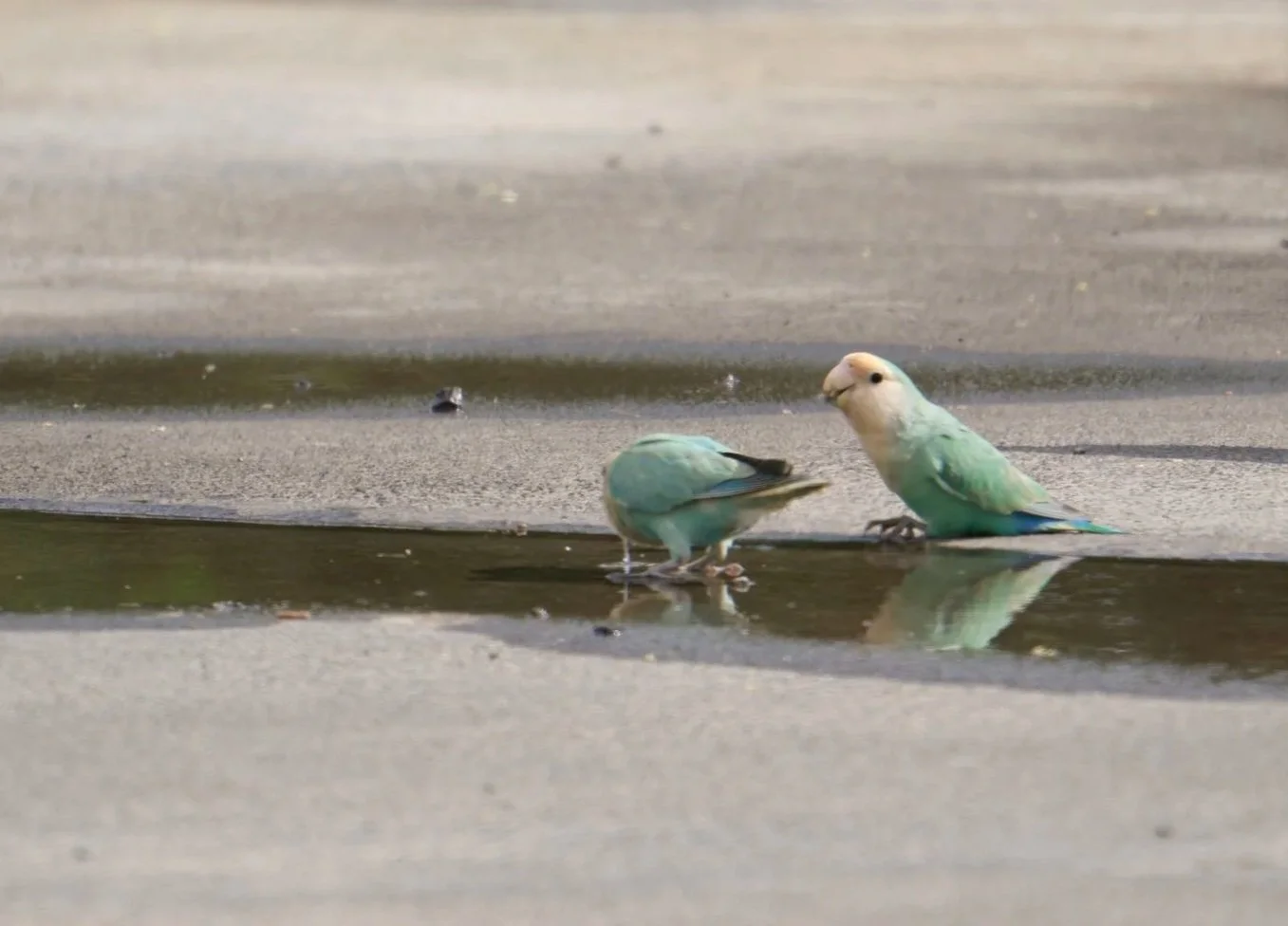 Rosy-faced Lovebird
