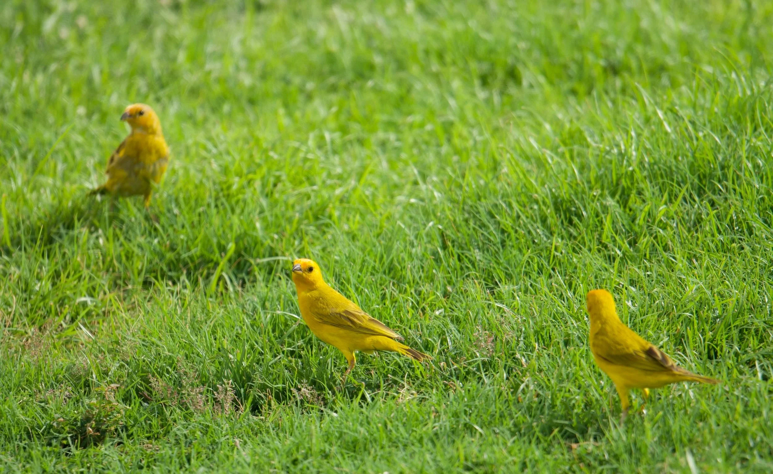 Saffron Finch