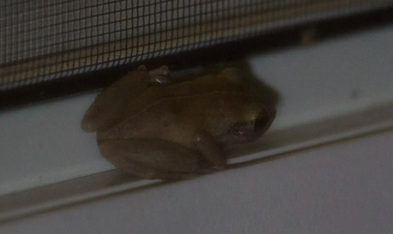Coqui Frog