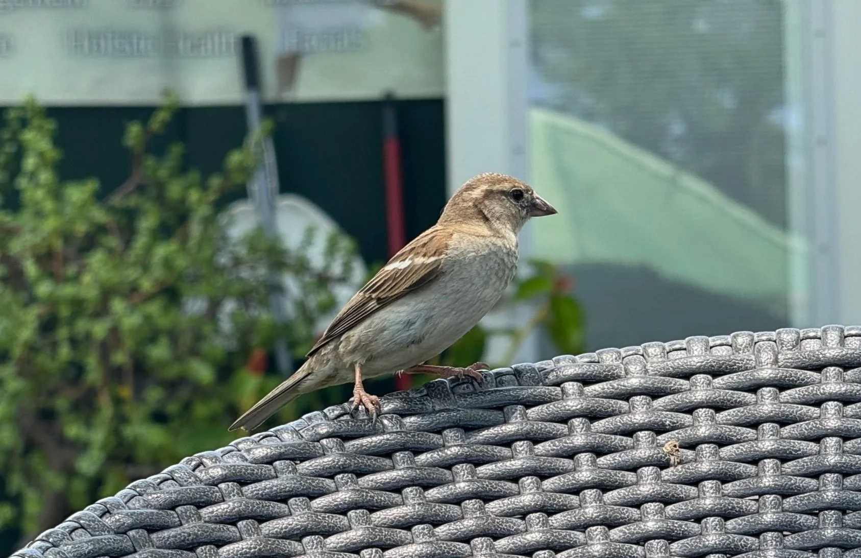 House Sparrow