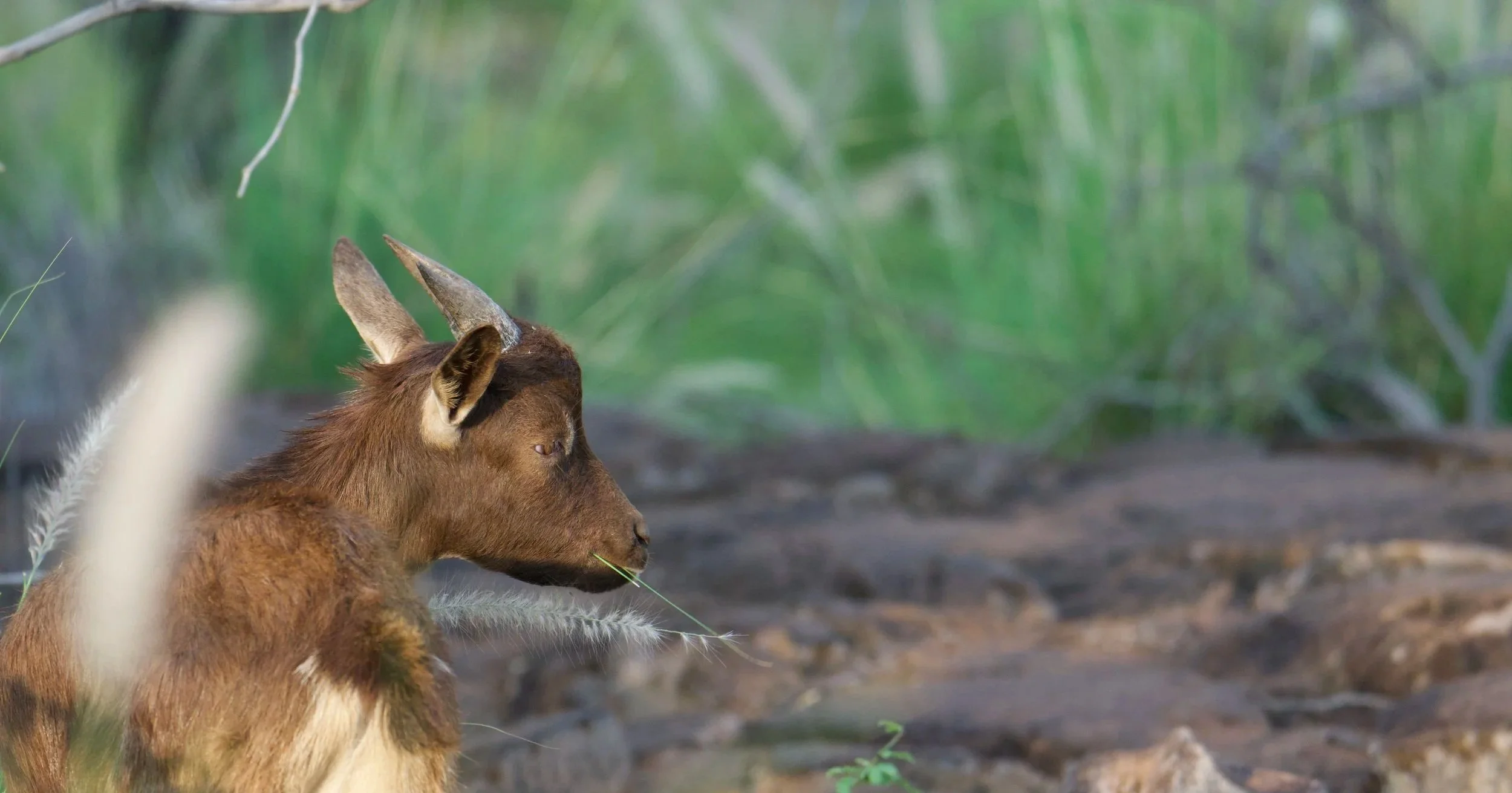 Feral Goat