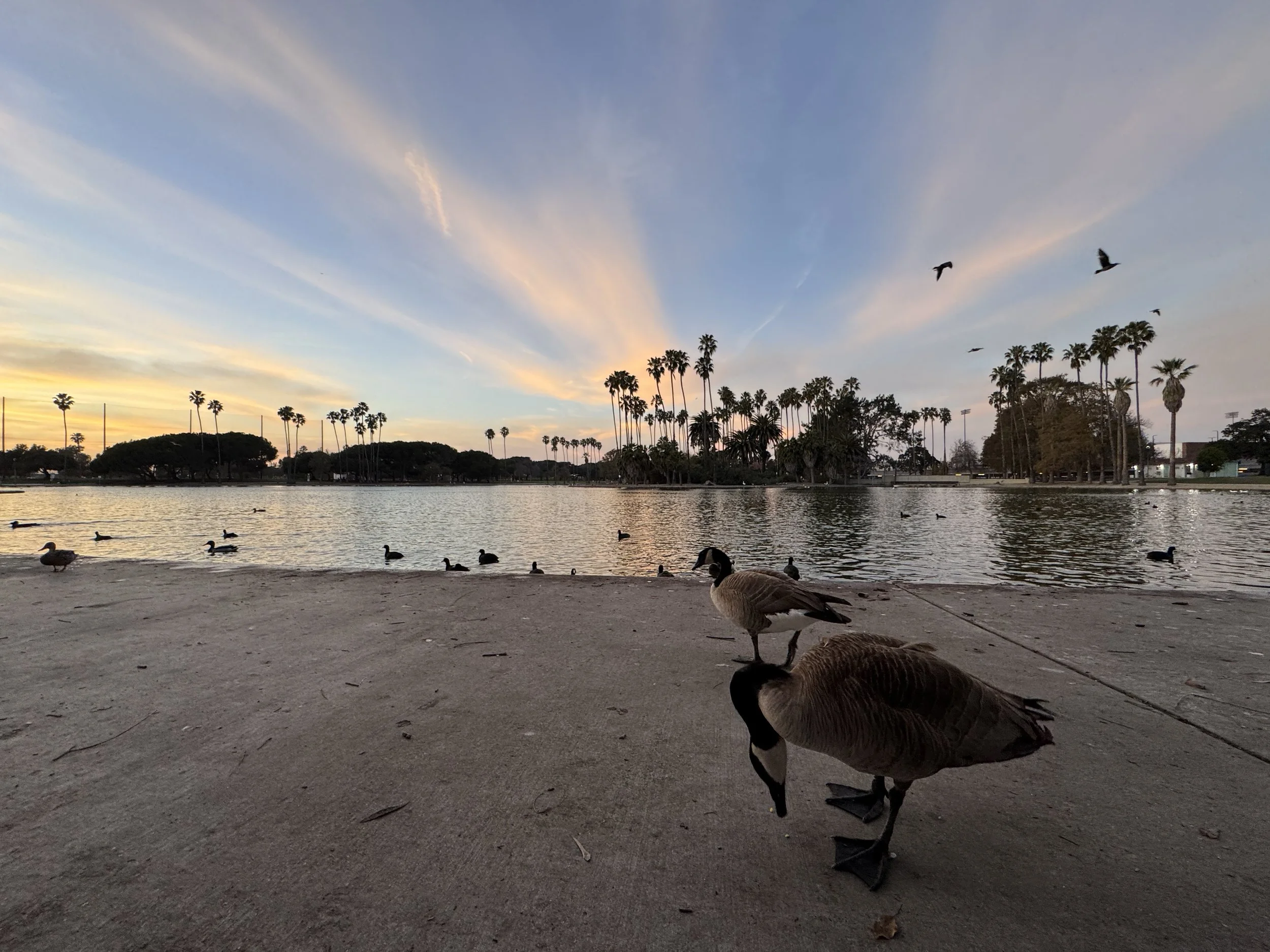 Alonda Park Island, El Camino Village, CA
