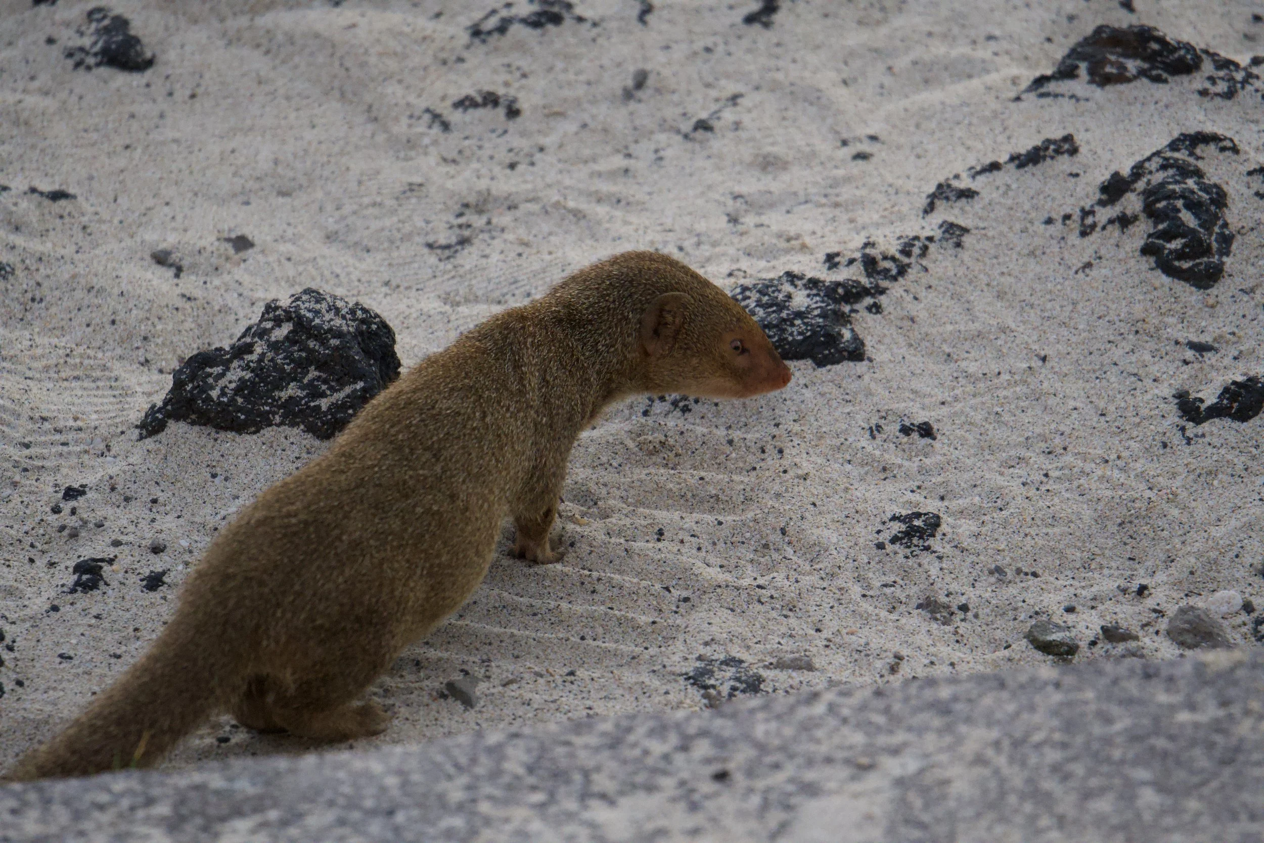 Small Indian Mongoose