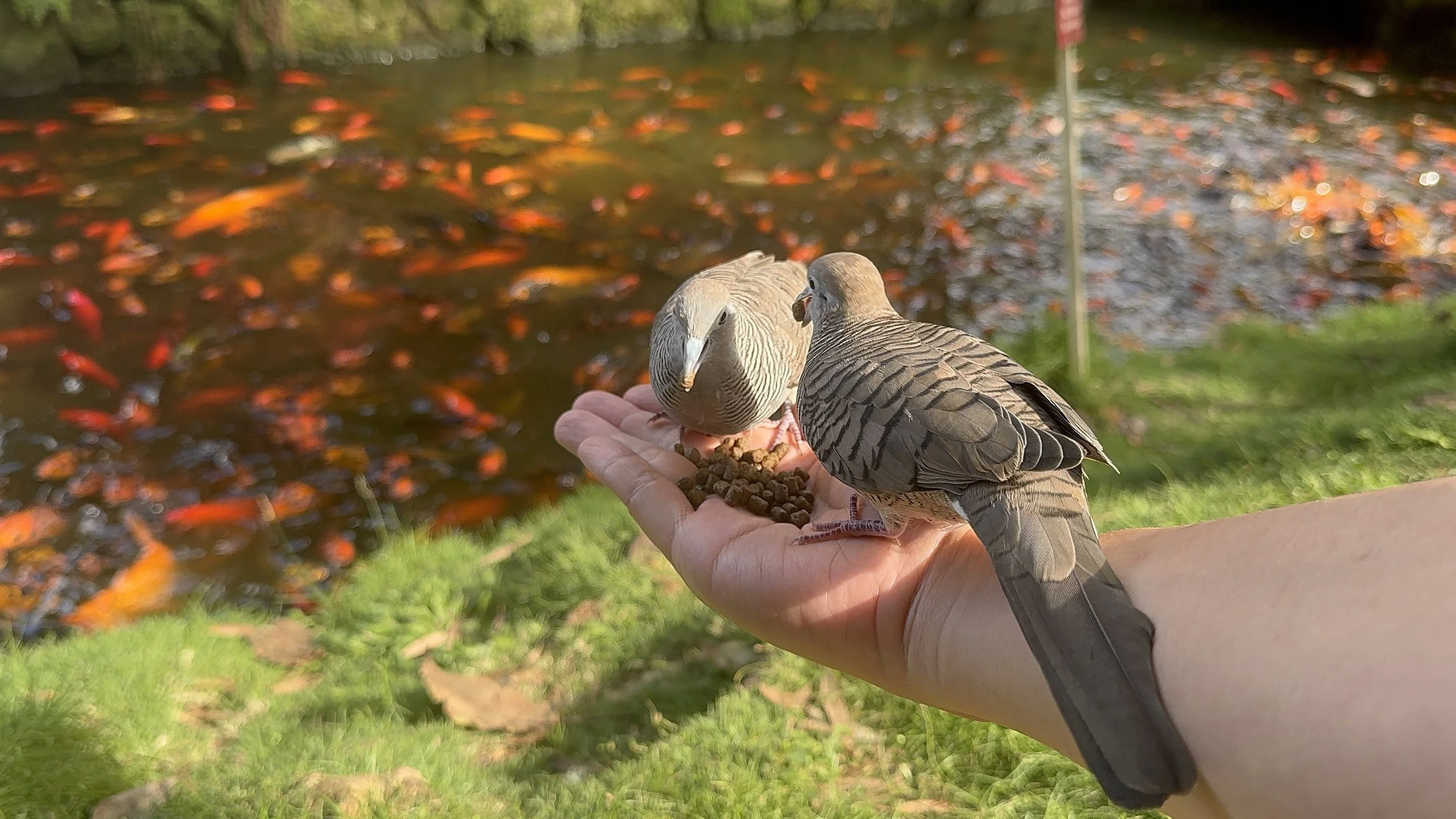 Feeding Wildlife - Byodo-In Temple