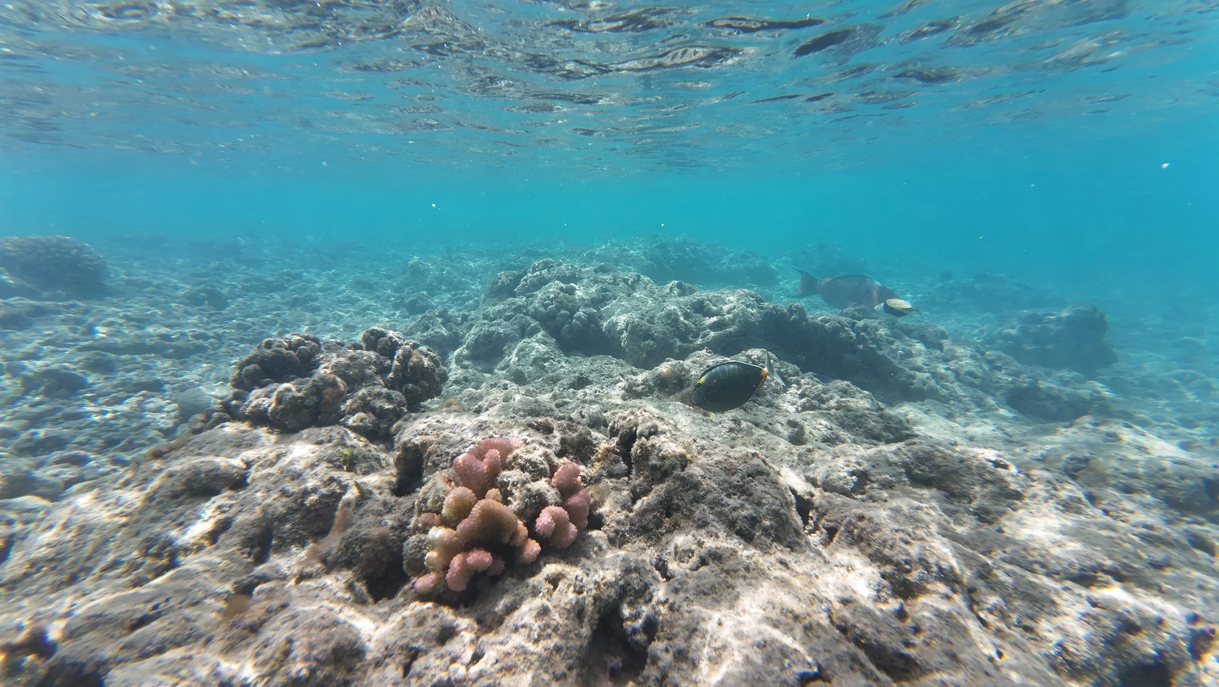 Scuba Diving - Hanauma Bay