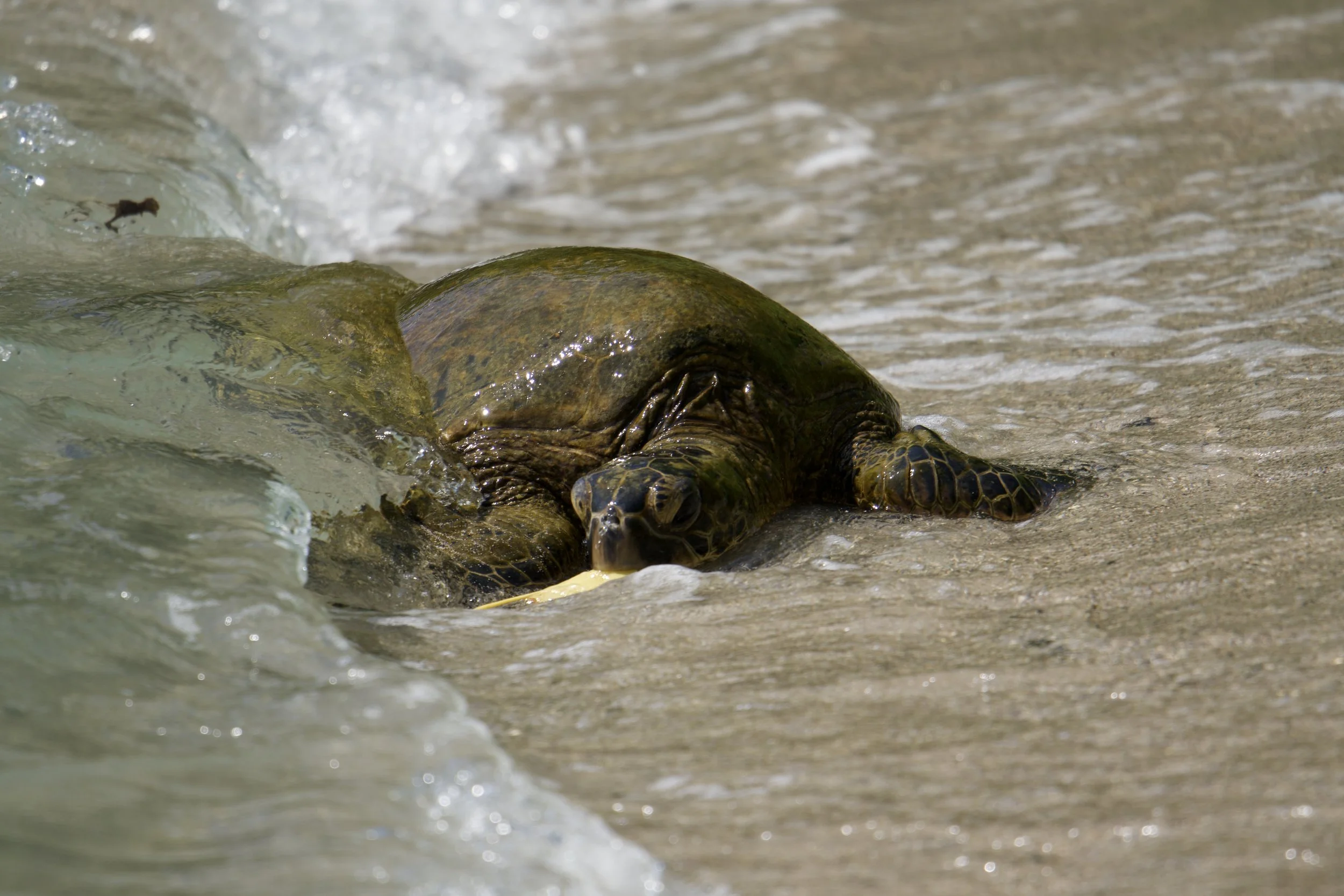 Green Sea Turtle