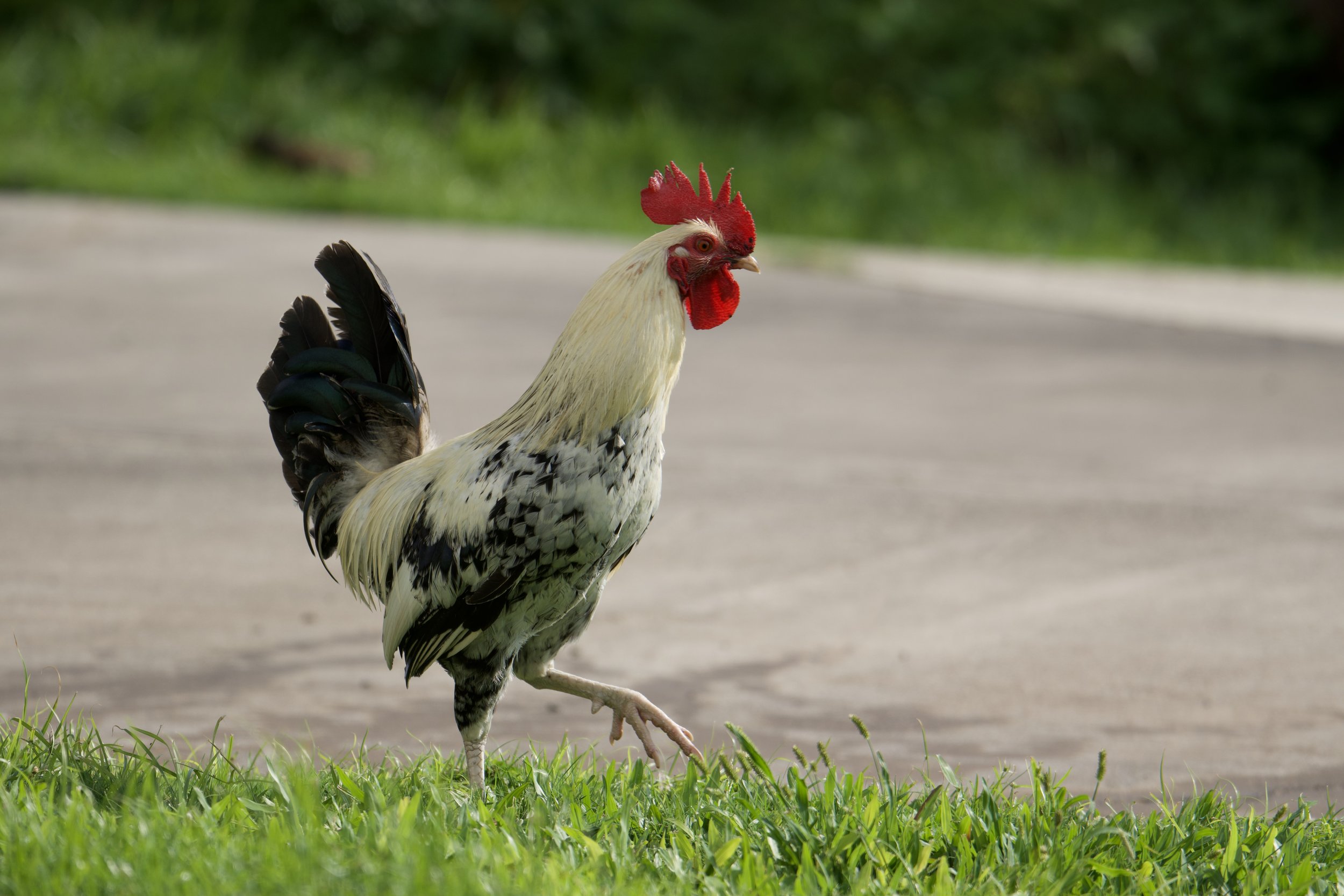Feral Rooster
