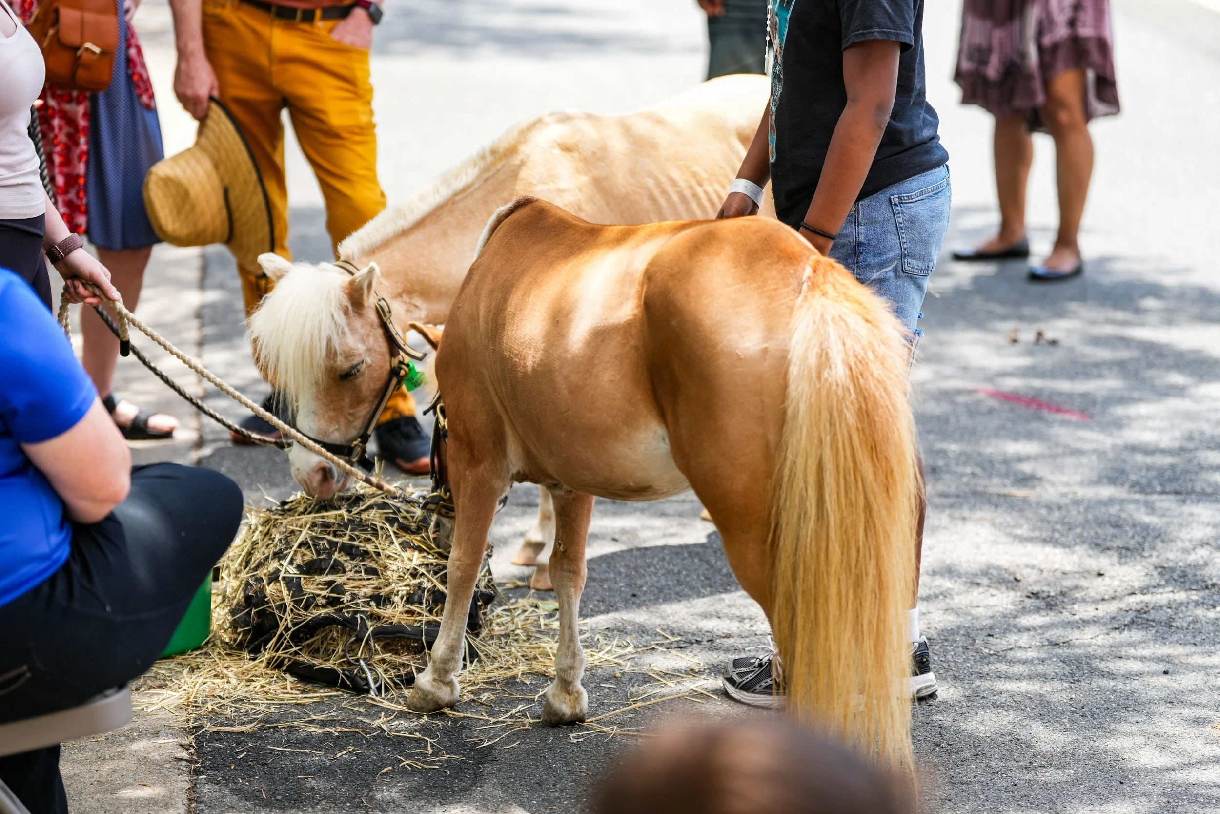 otfba 2026 asian street festival-246.jpg