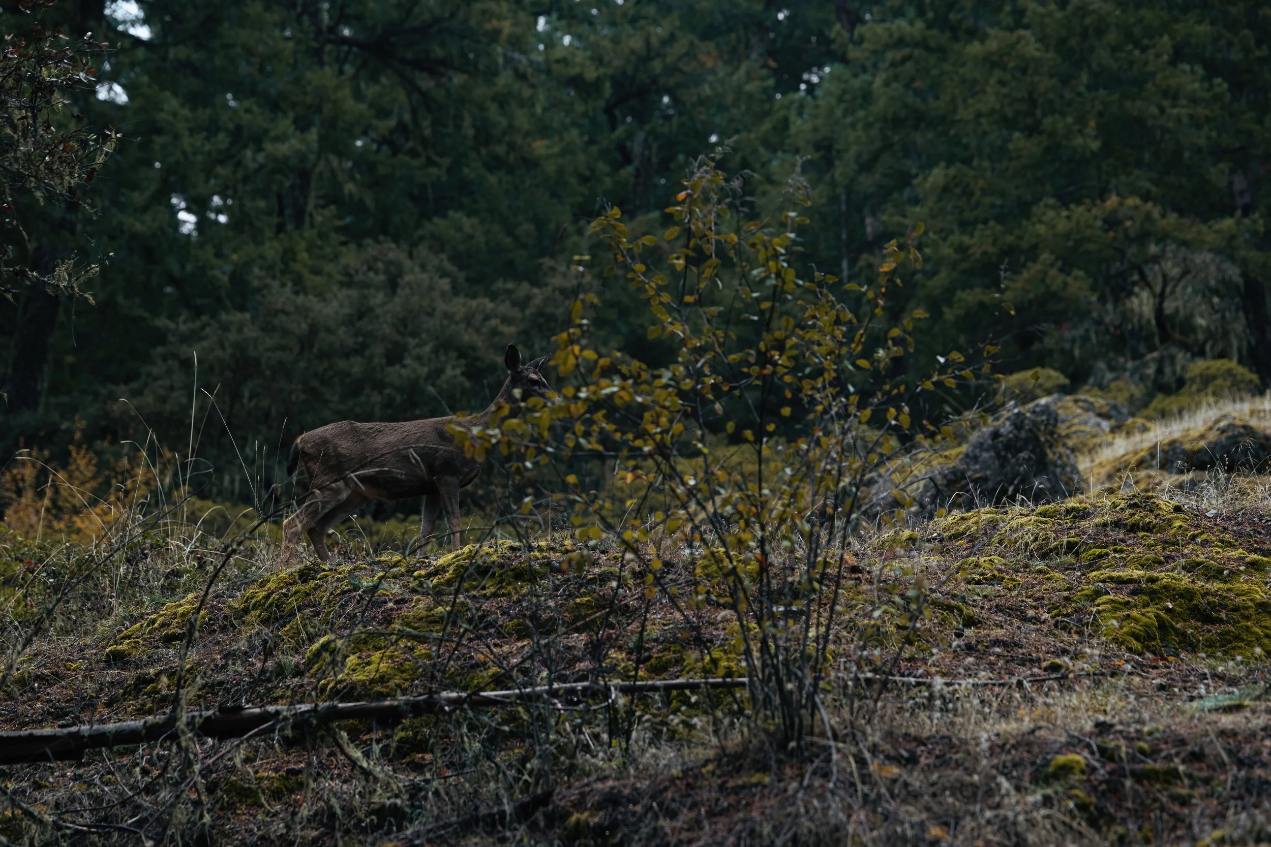 Key Deer Predators Predation and Black-Tailed Deer: Understanding the Balance — Blacktail ...