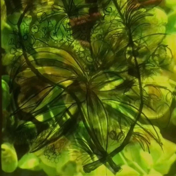 Euphorbias, 2022, shown with projected moving image (still, detail)