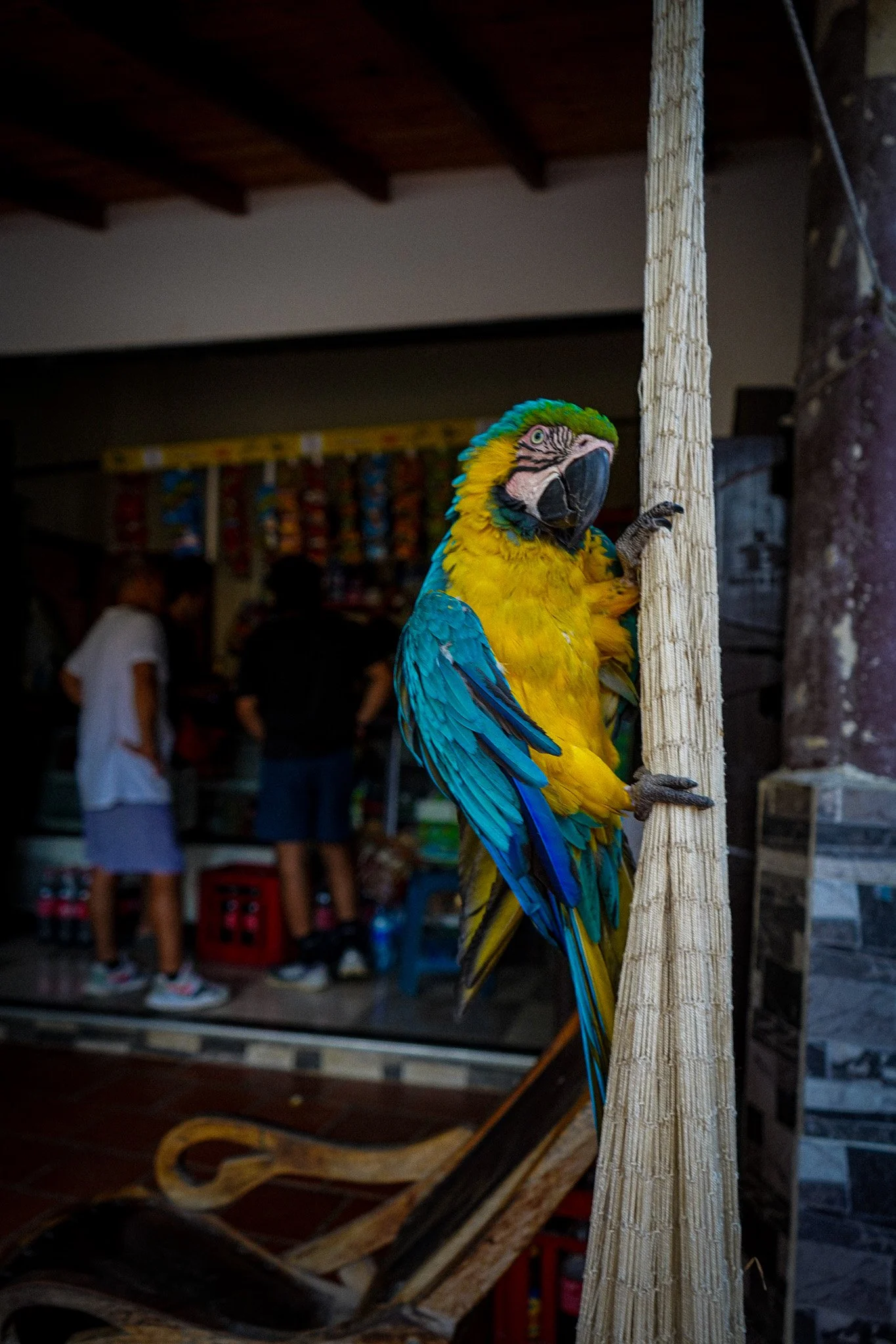 A colorful parrot perched on a wooden stand inside a shop, with a blurred background showing people and shelves.