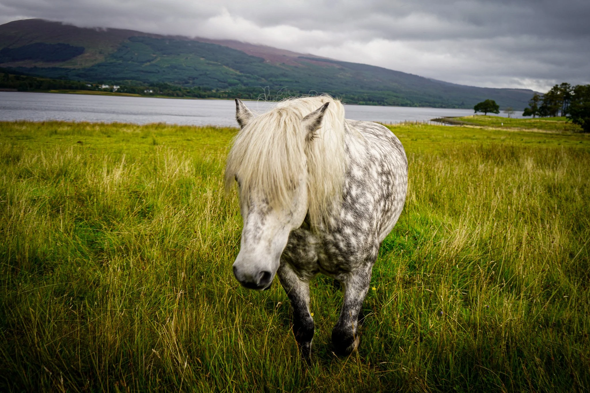 A white horse with gray spots grazing in a grassy field near a lake, with hills and a cloudy sky in the background.