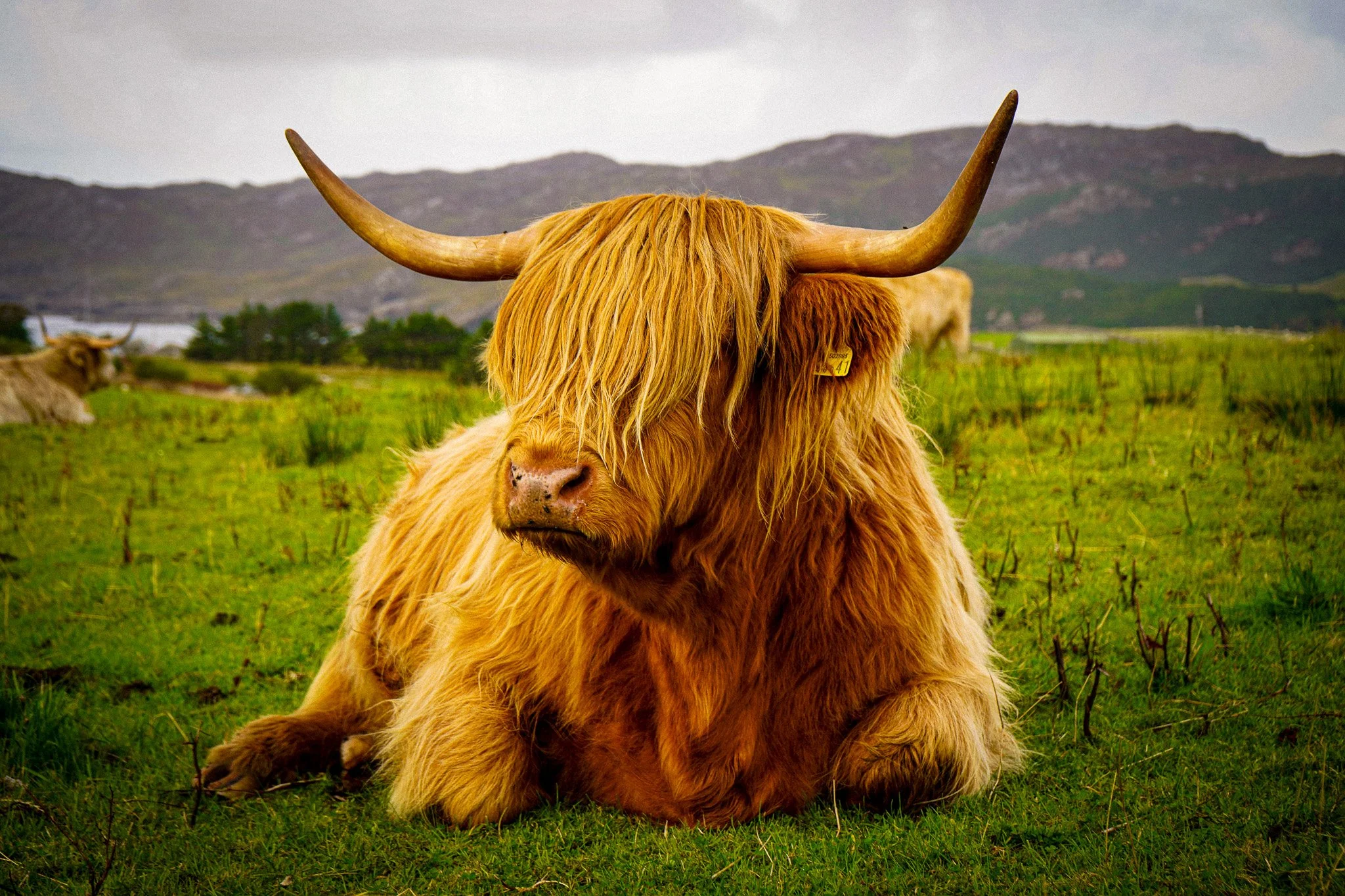 A Highland cow with long, shaggy, reddish-brown hair and large, curved horns, sitting on green grass with mountains in the background.