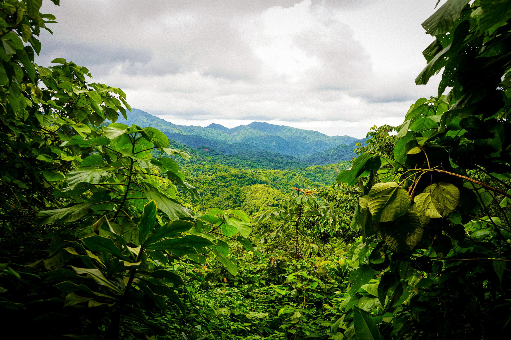 A view of a lush green mountain landscape framed by dense tropical foliage.