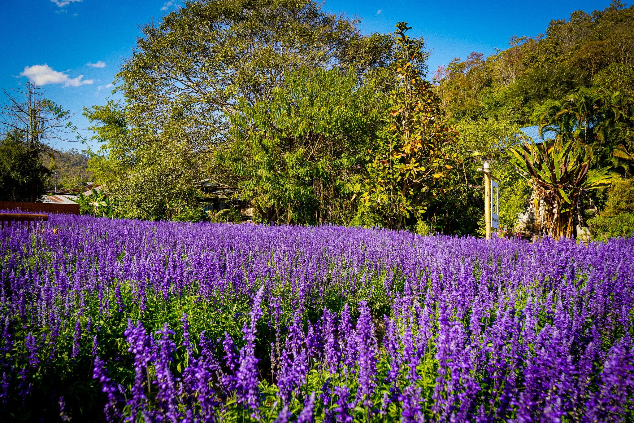 A vibrant garden scene with a large patch of blooming purple lavender flowers in the foreground, surrounded by tall green trees and plants under a clear blue sky with a few scattered clouds.
