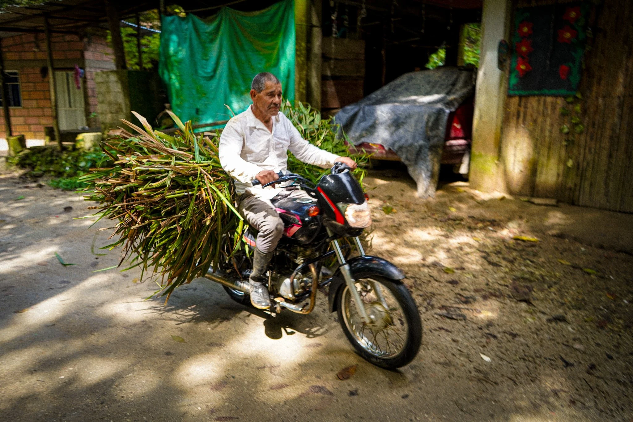 An elderly man riding a motorcycle on a dirt road, carrying a large bundle of cut green branches on his back, in a rural area with wooden and brick structures and leafy trees.