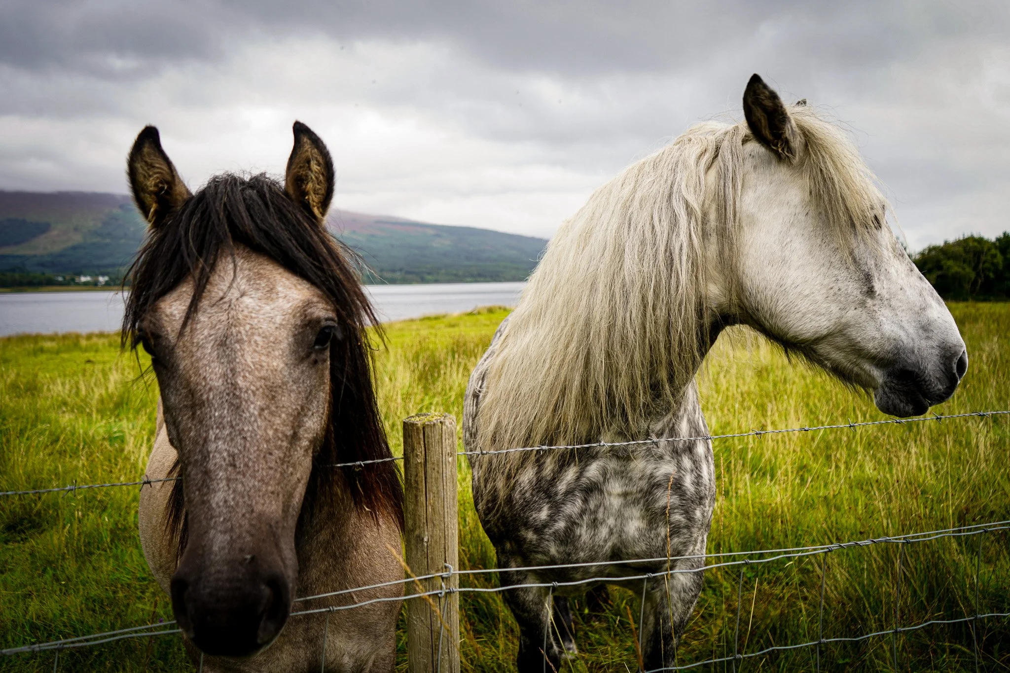 Two horses standing behind a barbed wire fence in a grassy field, with a lake and hills in the background under a cloudy sky.