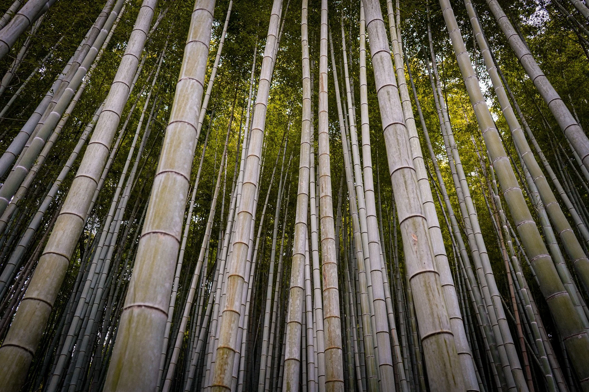 A dense bamboo forest with tall, slender bamboo stalks reaching toward the sky, with sunlight filtering through the green leaves.